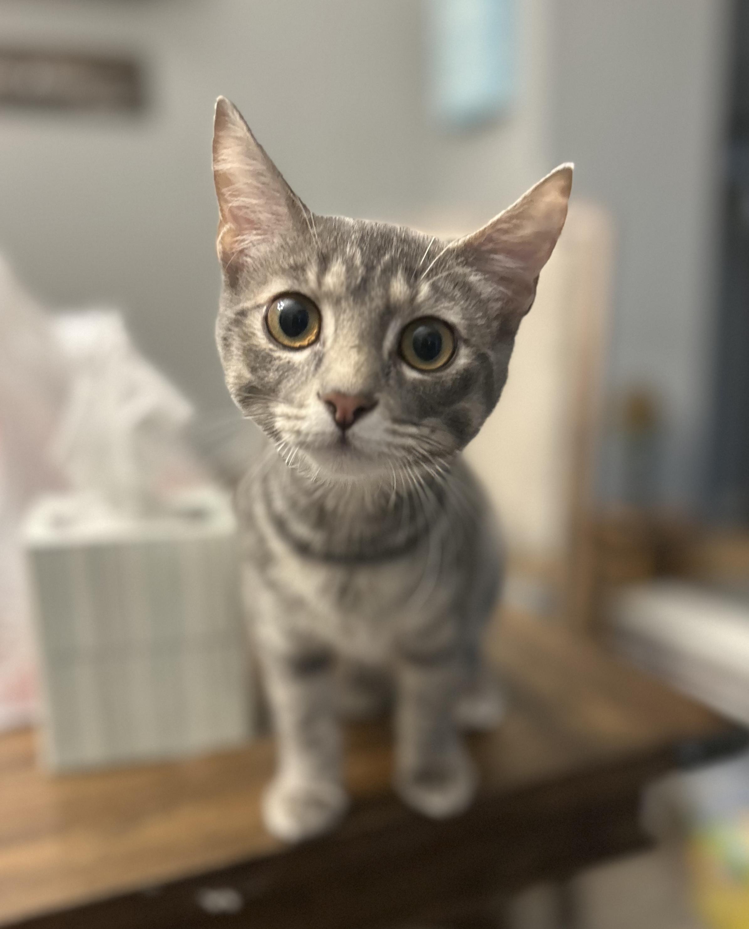 Enlarge Miranda, a ADOPTABLE Domestic Short Hair in Lemont, IL image 4/6