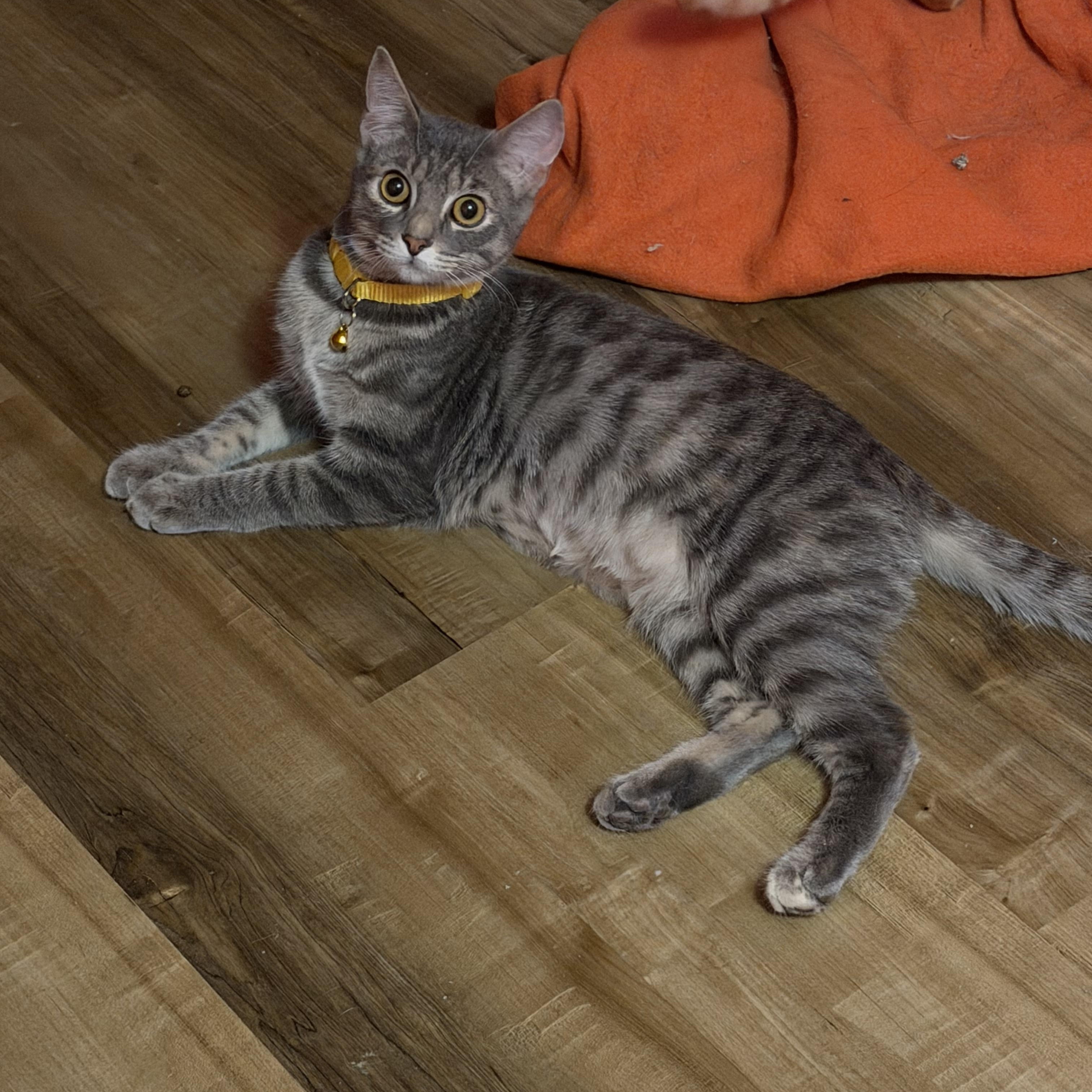 Enlarge Miranda, a ADOPTABLE Domestic Short Hair in Lemont, IL image 1/6