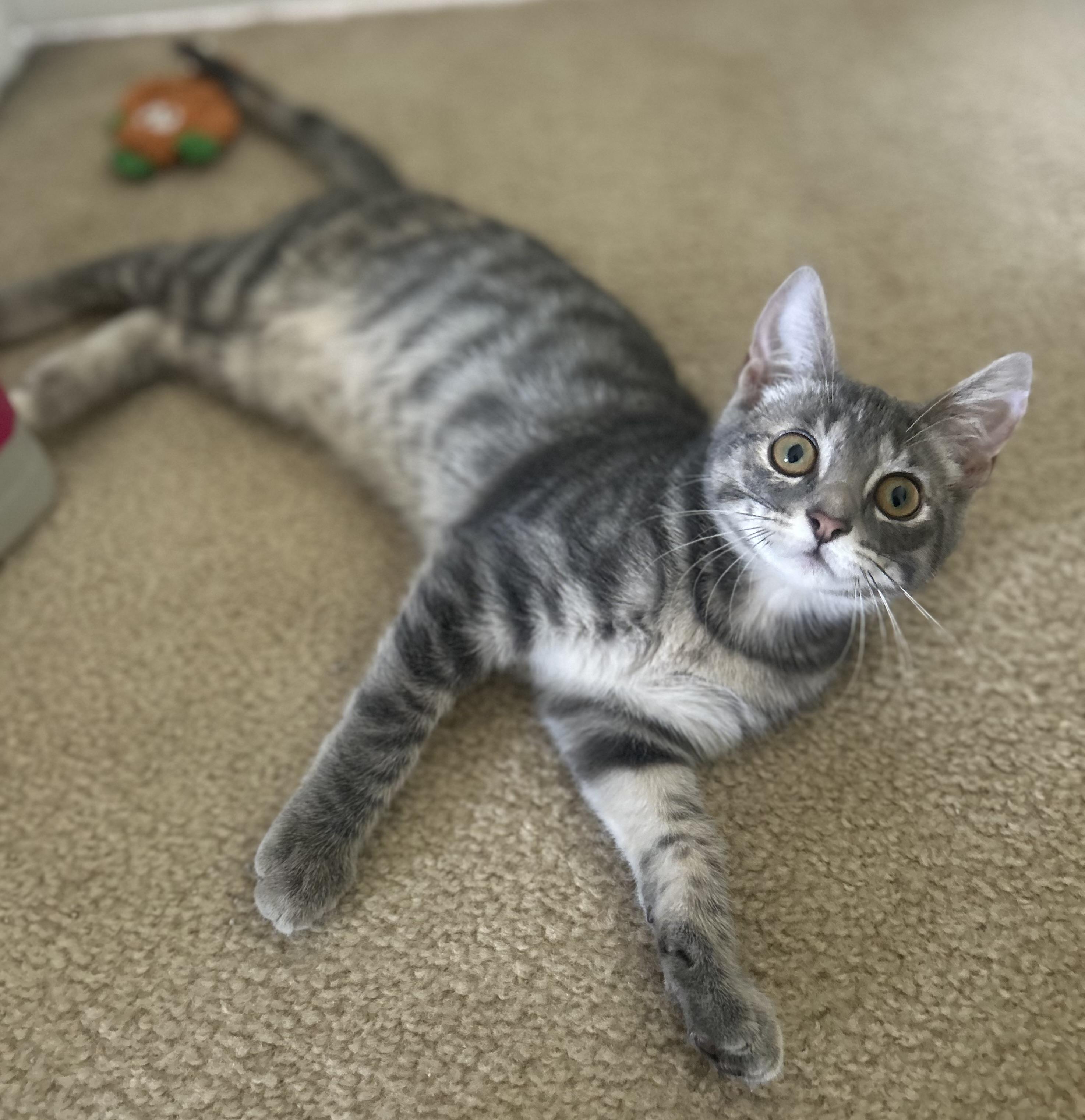 Enlarge Miranda, a ADOPTABLE Domestic Short Hair in Lemont, IL image 3/6