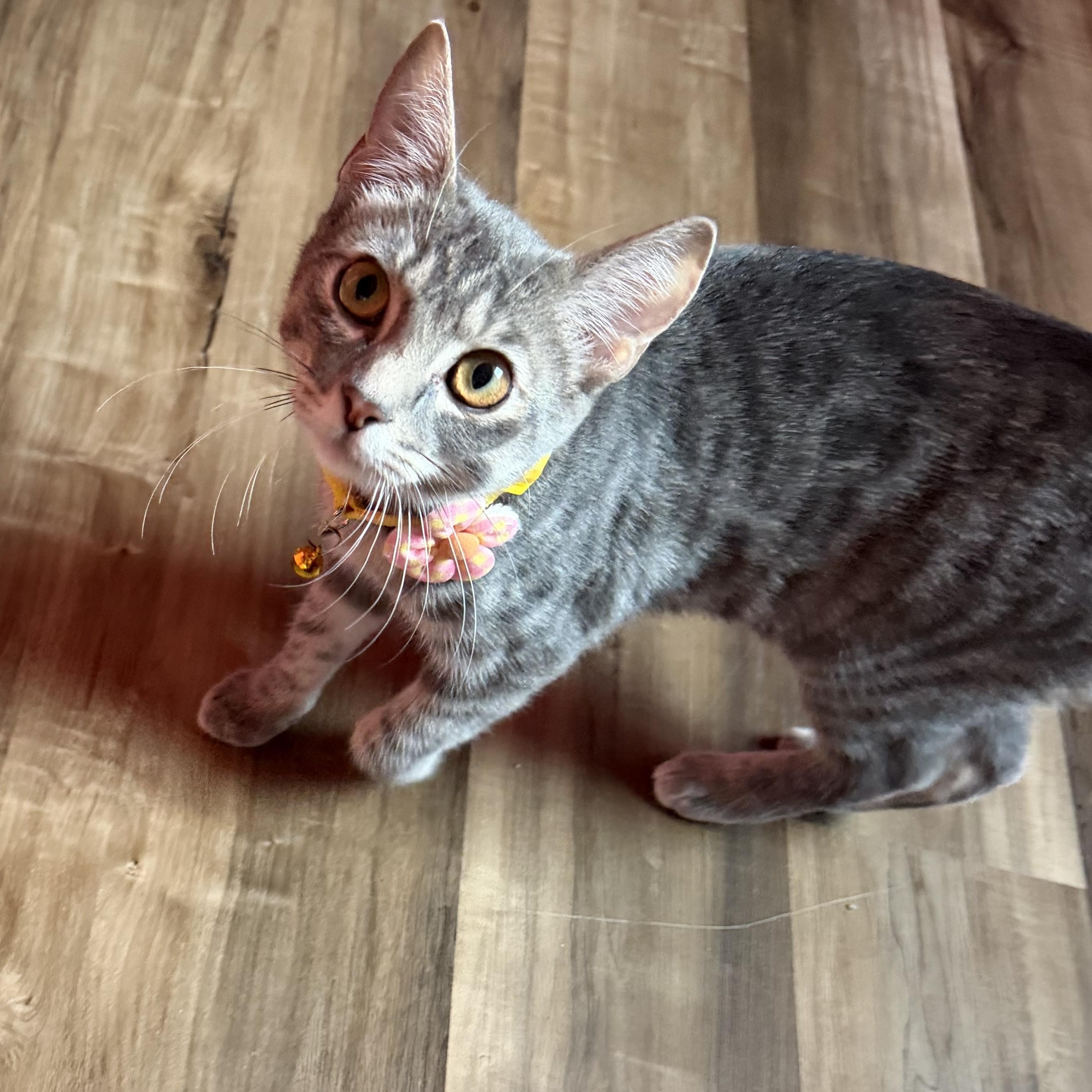 Enlarge Miranda, a ADOPTABLE Domestic Short Hair in Lemont, IL image 6/6