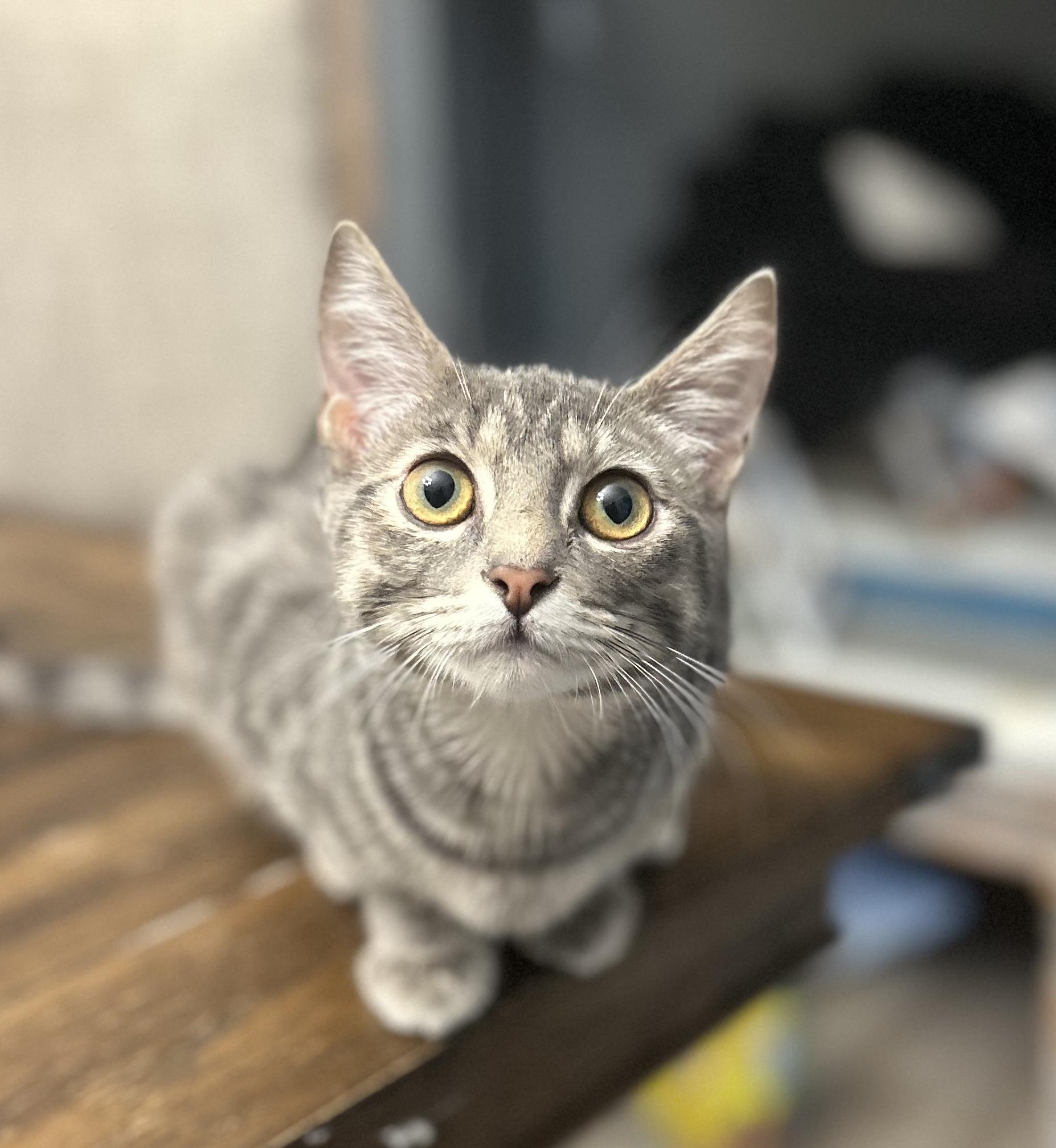 Enlarge Miranda, a ADOPTABLE Domestic Short Hair in Lemont, IL image 2/6