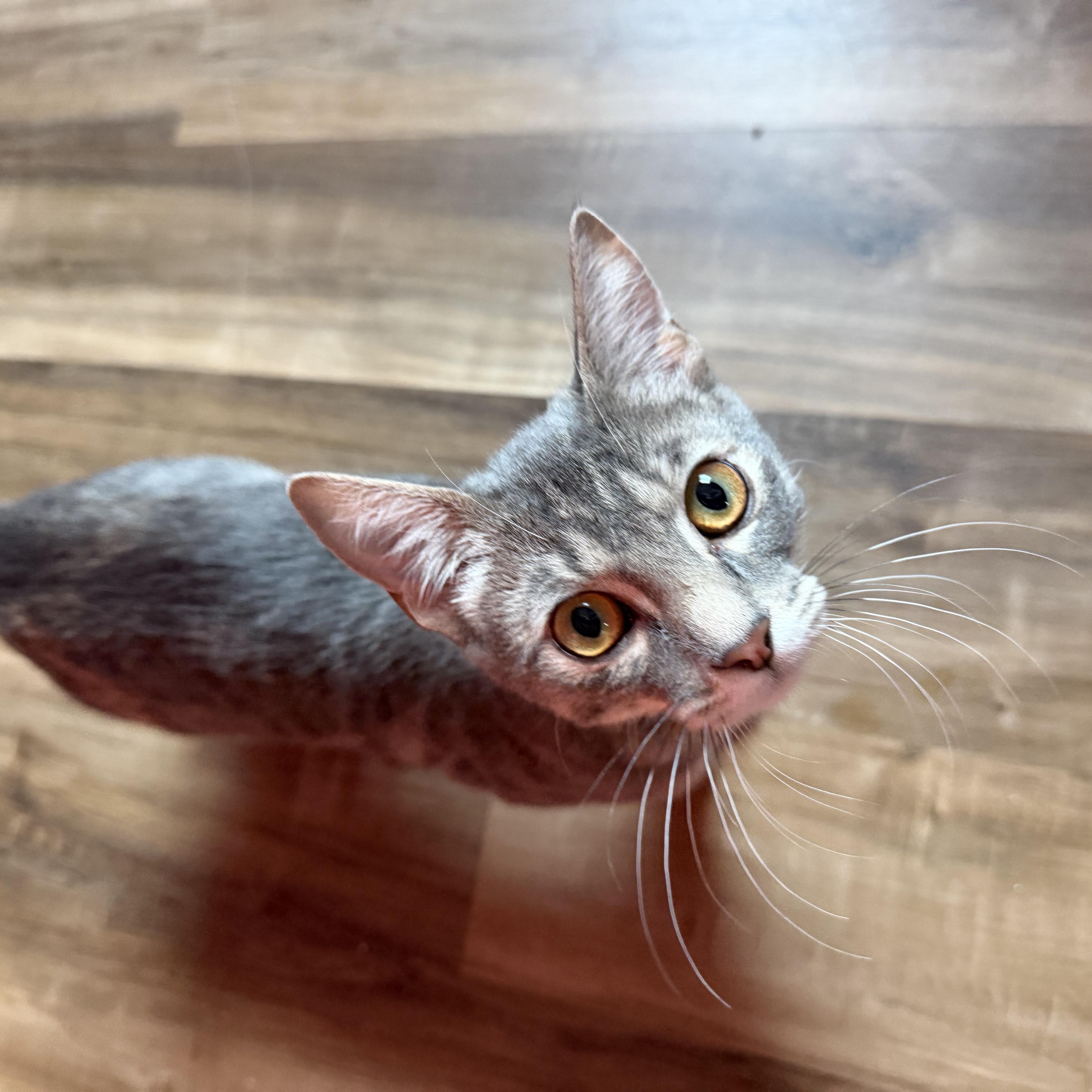 Enlarge Miranda, a ADOPTABLE Domestic Short Hair in Lemont, IL image 5/6