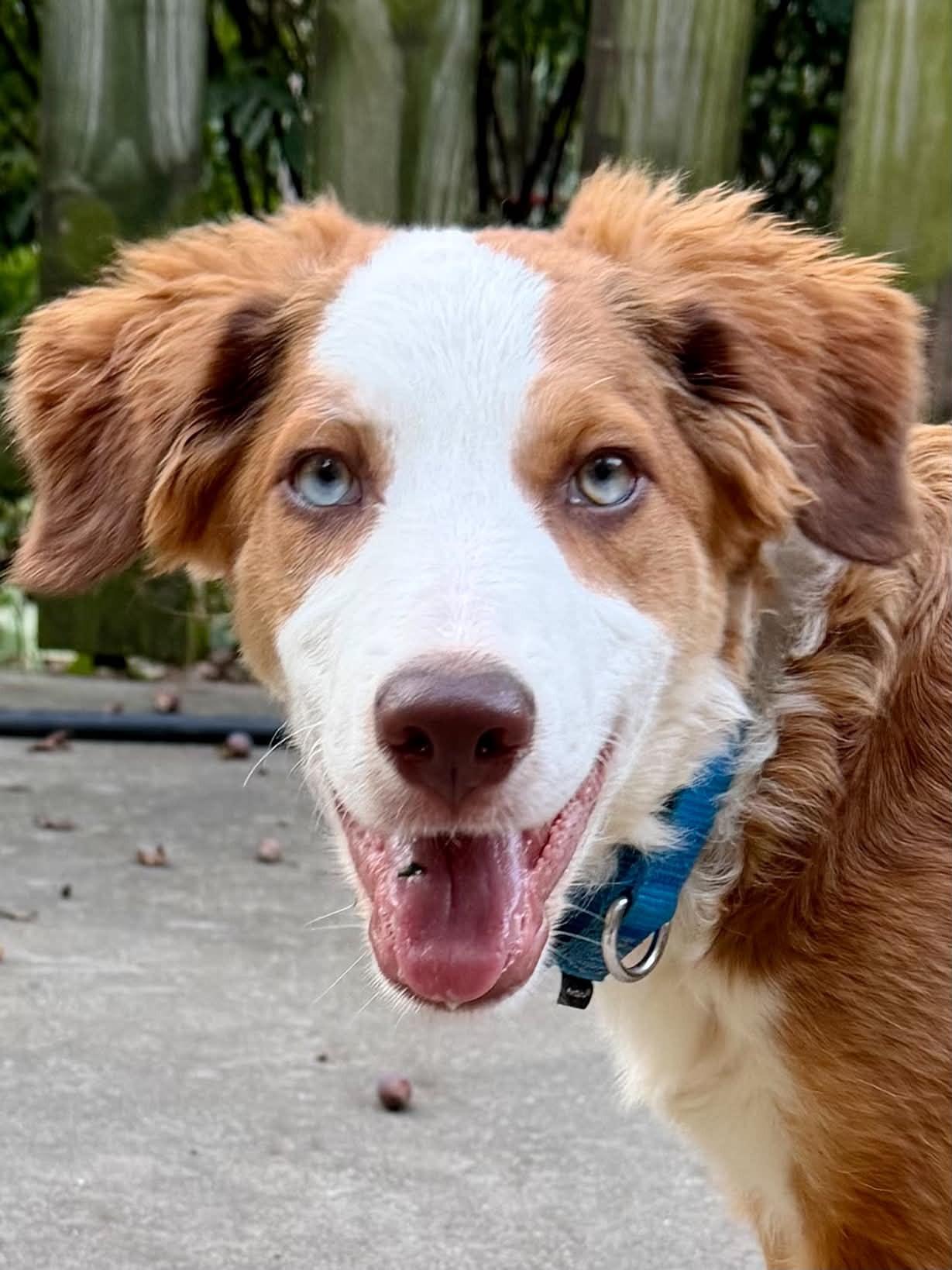 Enlarge Brennan, a Adoptable Border Collie in Seymour, IN image 3/6