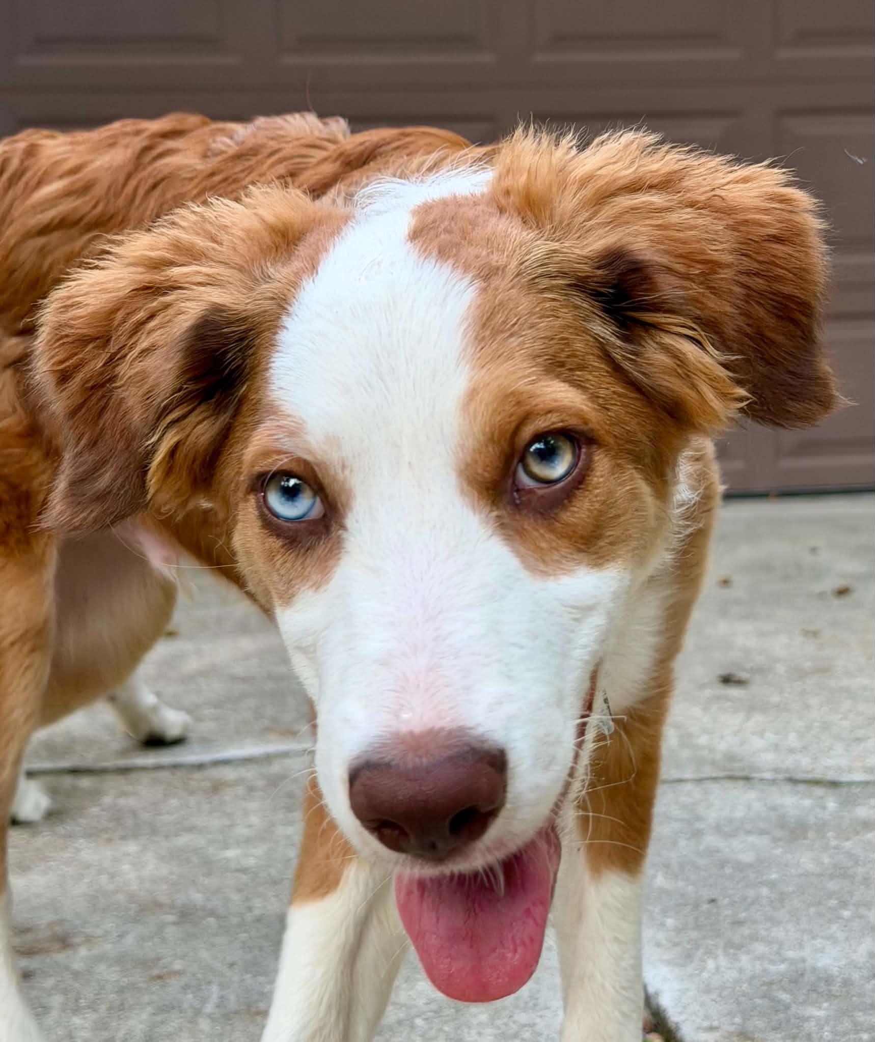 Enlarge Brennan, a Adoptable Border Collie in Seymour, IN image 4/6
