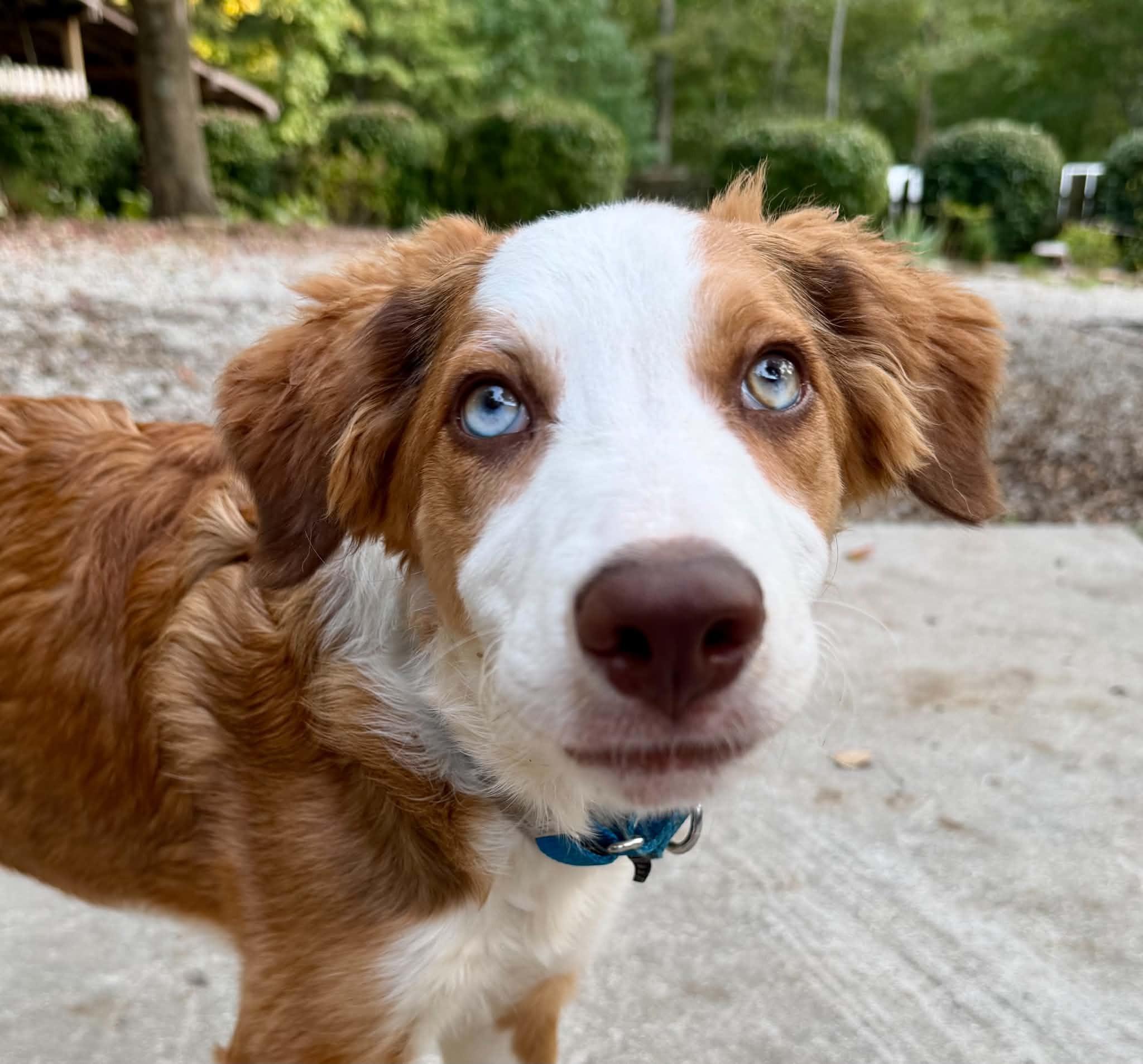 Enlarge Brennan, a Adoptable Border Collie in Seymour, IN image 2/6