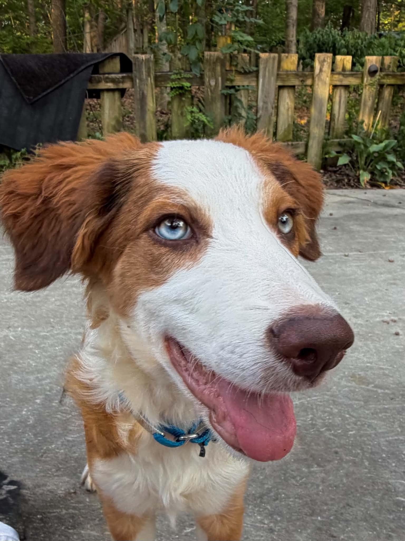 Enlarge Brennan, a Adoptable Border Collie in Seymour, IN image 5/6