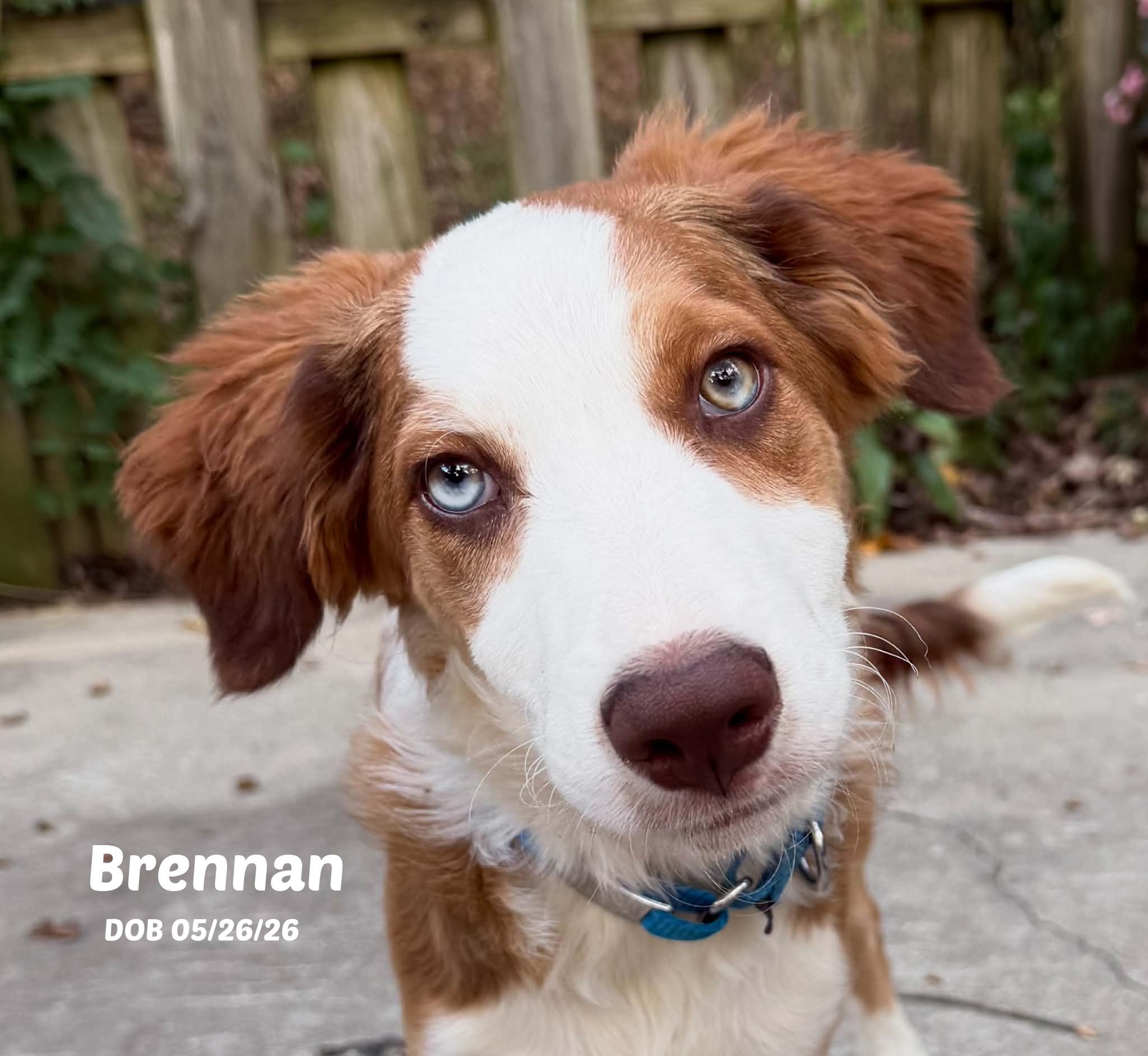Enlarge Brennan, a Adoptable Border Collie in Seymour, IN image 1/6