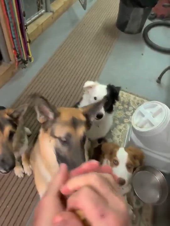 Enlarge Brennan, a Adoptable Border Collie in Seymour, IN video 6/6