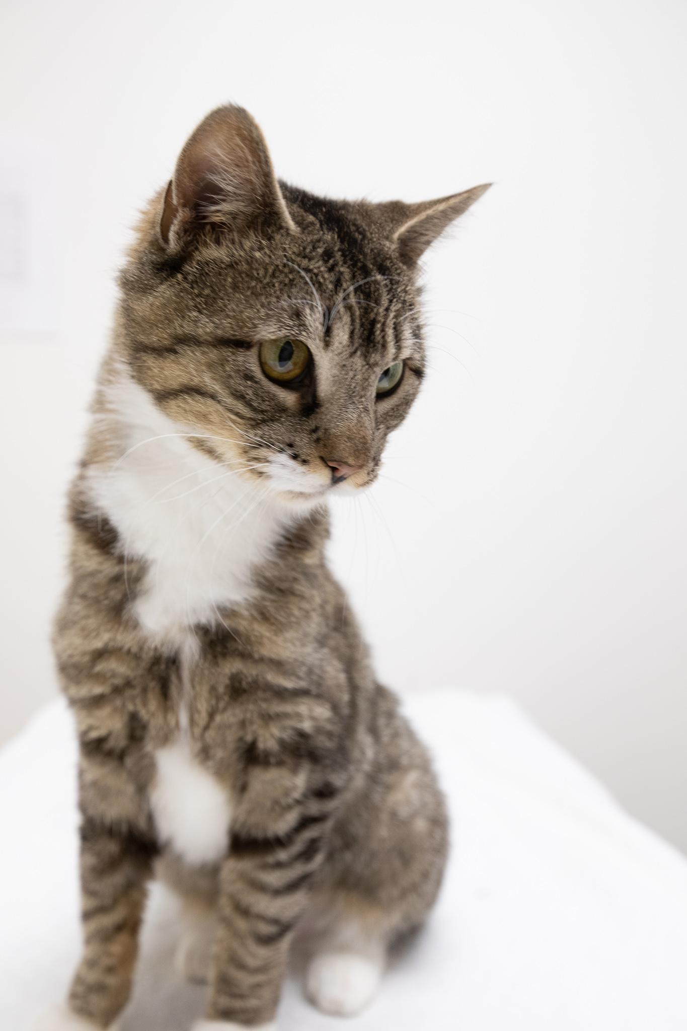 Mia, ADOPTABLE, Adult Female Domestic Short Hair.