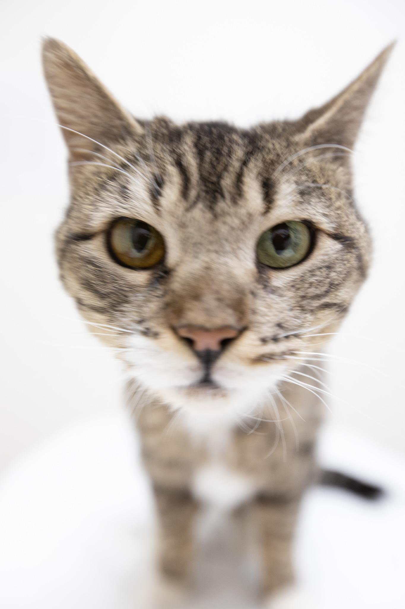 Enlarge Mia, a ADOPTABLE Domestic Short Hair in Montclair, NJ image 6/6