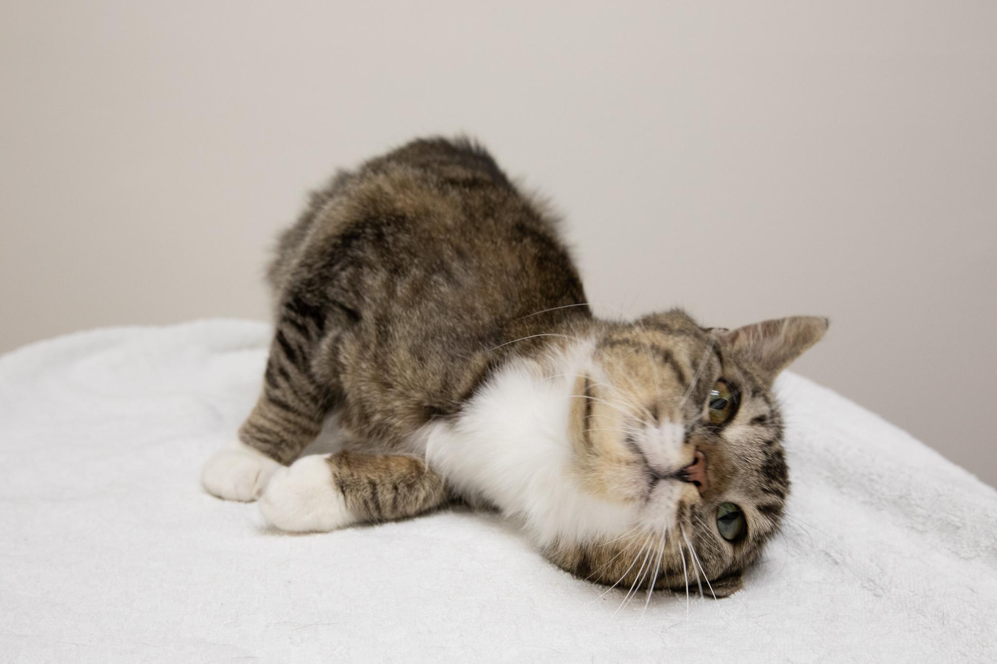 Enlarge Mia, a ADOPTABLE Domestic Short Hair in Montclair, NJ image 4/6