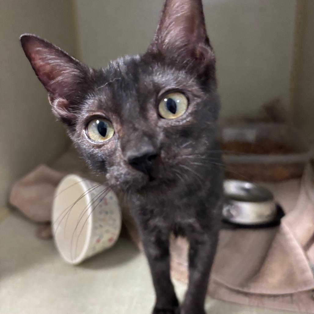 8 Ball, Adoptable, Young Female Domestic Short Hair.