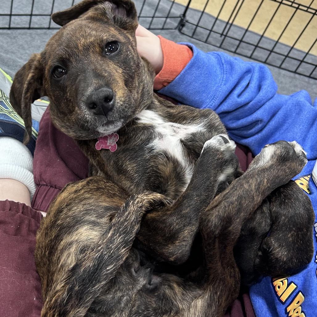 Enlarge Bonnie, a Adoptable Plott Hound in Silver Spring, MD image 1/6