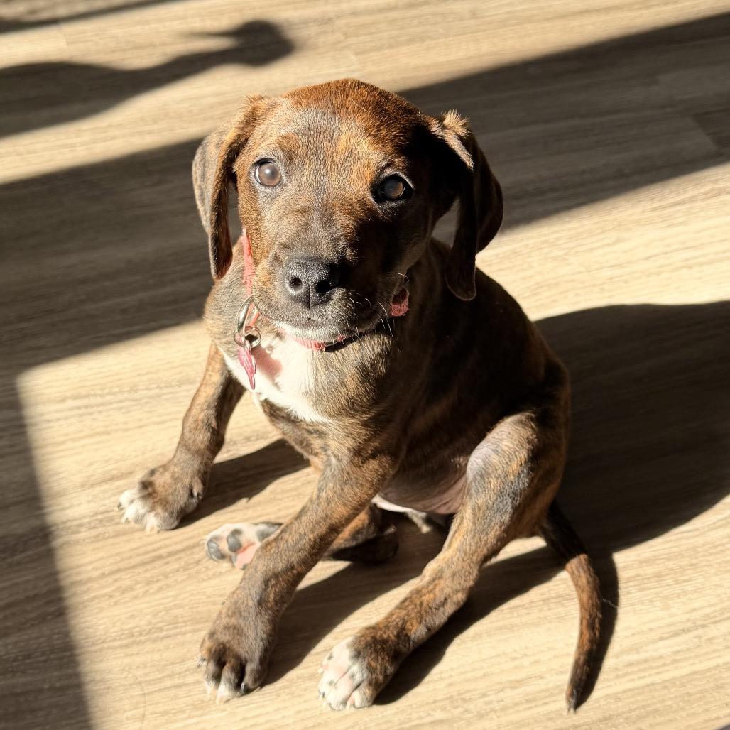 Bonnie, Adoptable, Puppy Female Plott Hound.