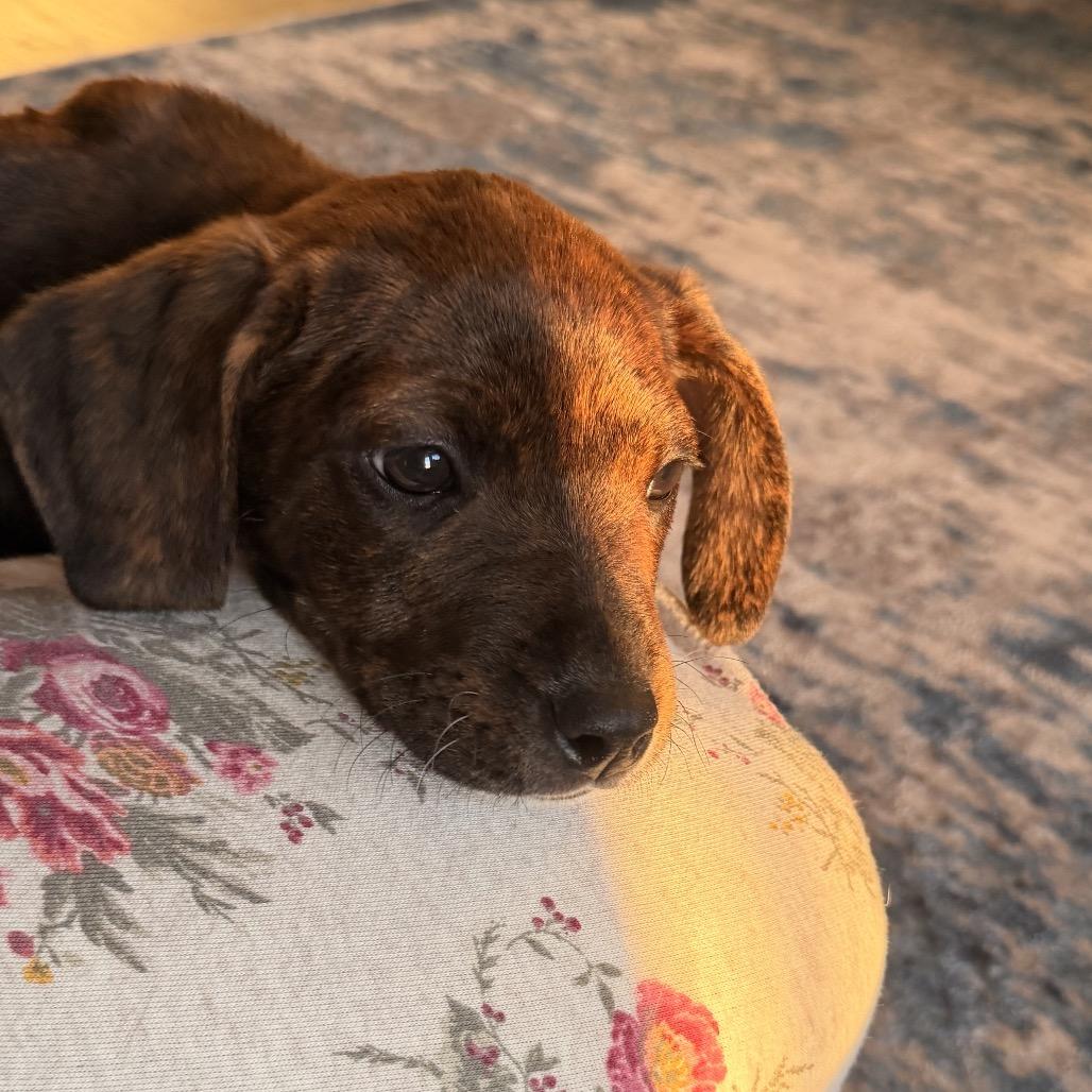 Enlarge Bonnie, a Adoptable Plott Hound in Silver Spring, MD image 2/6