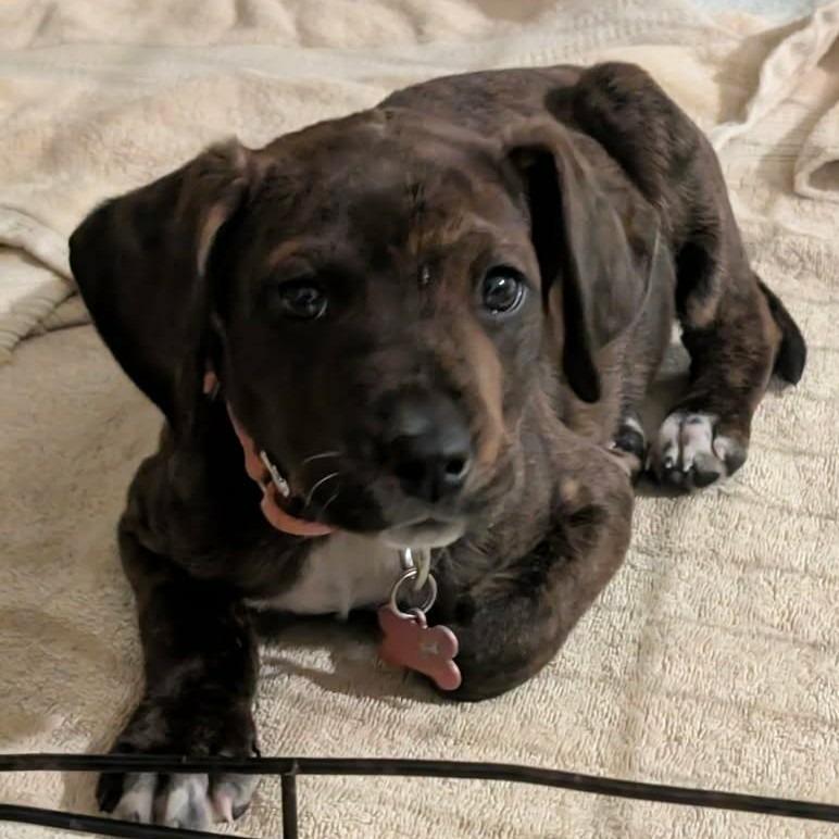 Enlarge Bonnie, a Adoptable Plott Hound in Silver Spring, MD image 3/6