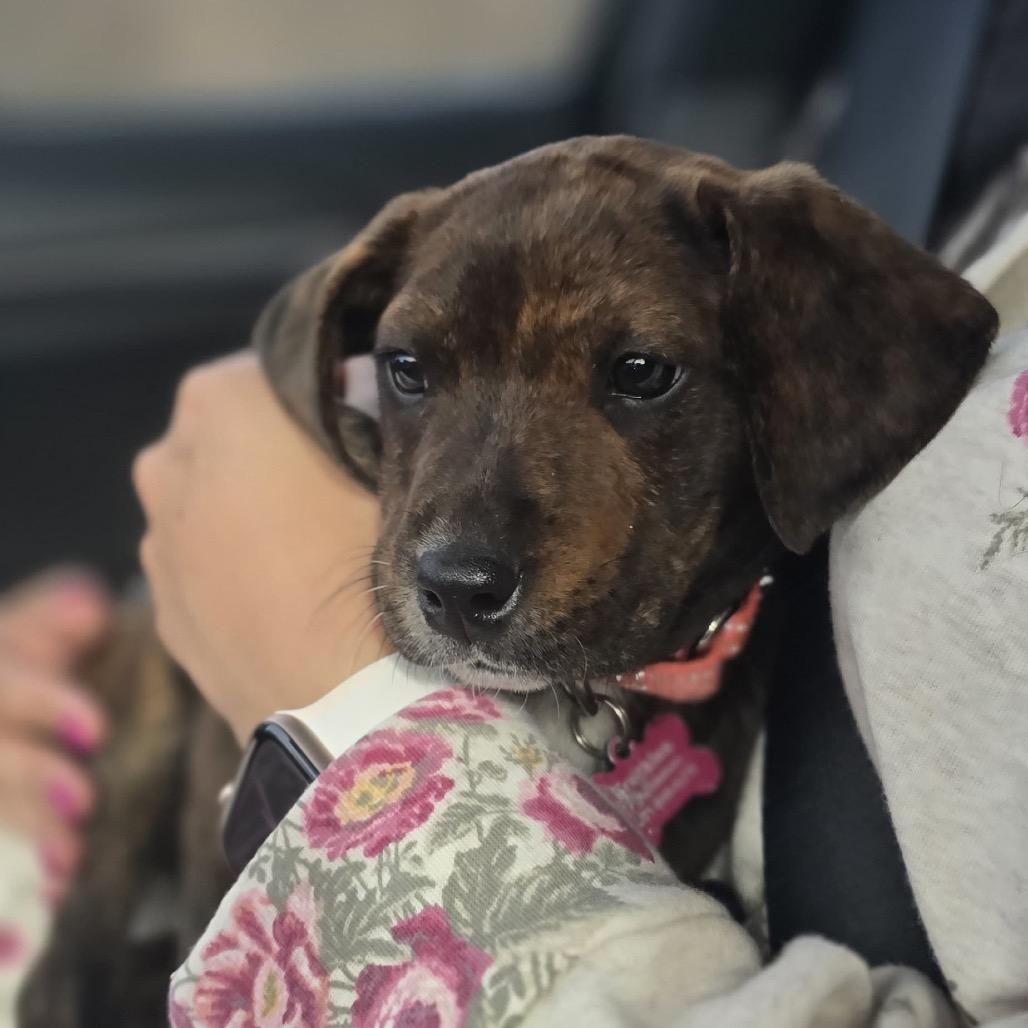 Enlarge Bonnie, a Adoptable Plott Hound in Silver Spring, MD image 4/6