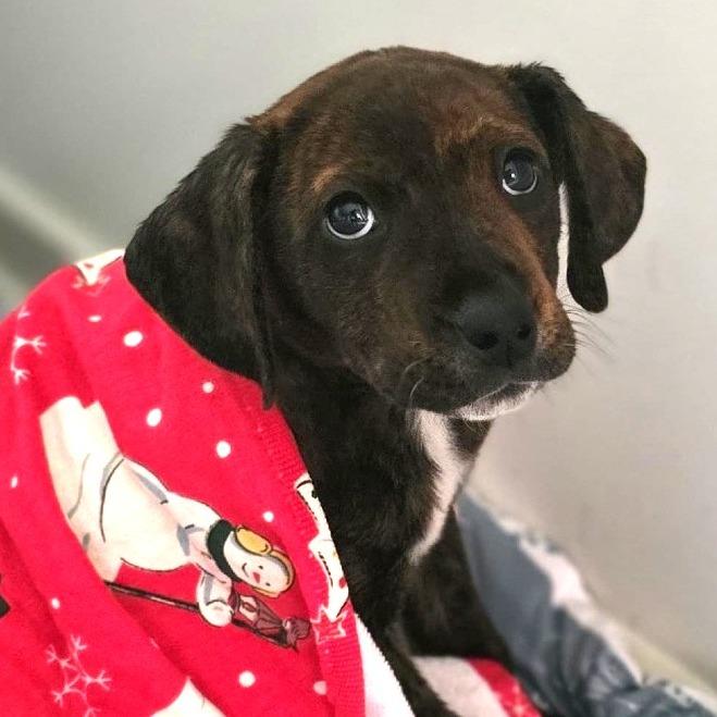 Enlarge Bonnie, a Adoptable Plott Hound in Silver Spring, MD image 5/6