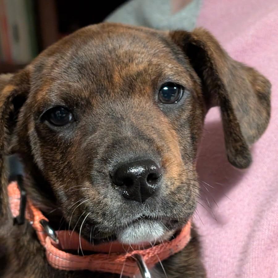 Enlarge Bonnie, a Adoptable Plott Hound in Silver Spring, MD image 6/6