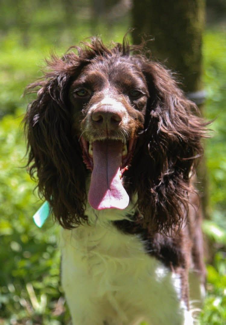 Enlarge Zazu Marie - ALMN, a Adoptable English Springer Spaniel in Centennial, CO image 4/4