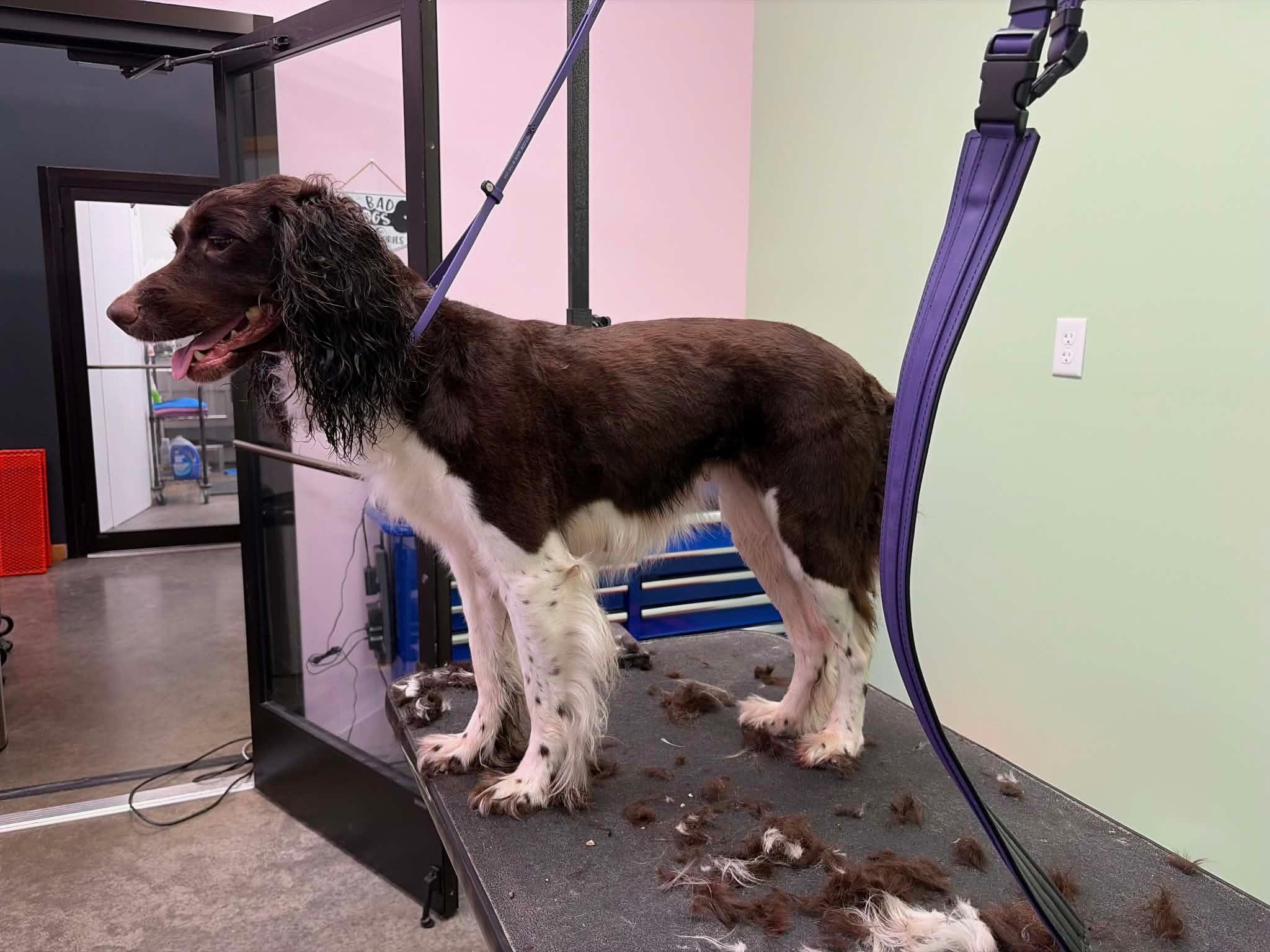 Enlarge Zazu Marie - ALMN, a Adoptable English Springer Spaniel in Centennial, CO image 2/4
