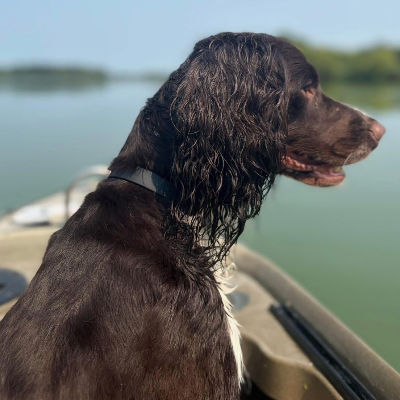 Enlarge Zazu Marie - ALMN, a Adoptable English Springer Spaniel in Centennial, CO image 1/4