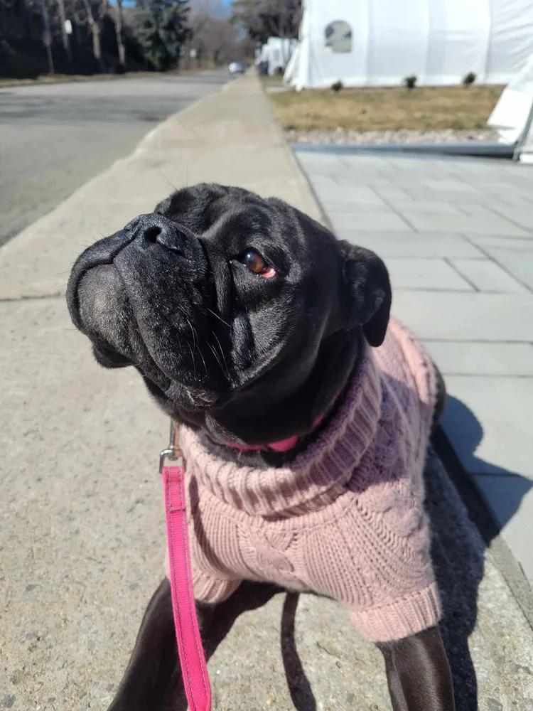 Enlarge Boo, a Adoptable English Bulldog in laval, QC image 4/4