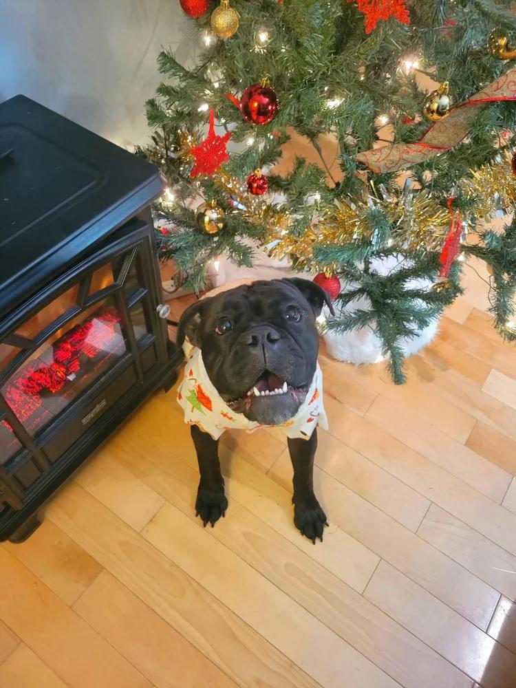 Enlarge Boo, a Adoptable English Bulldog in laval, QC image 3/4