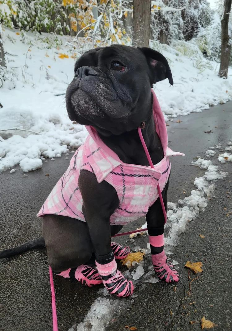 Boo, Adoptable, Adult Female English Bulldog.