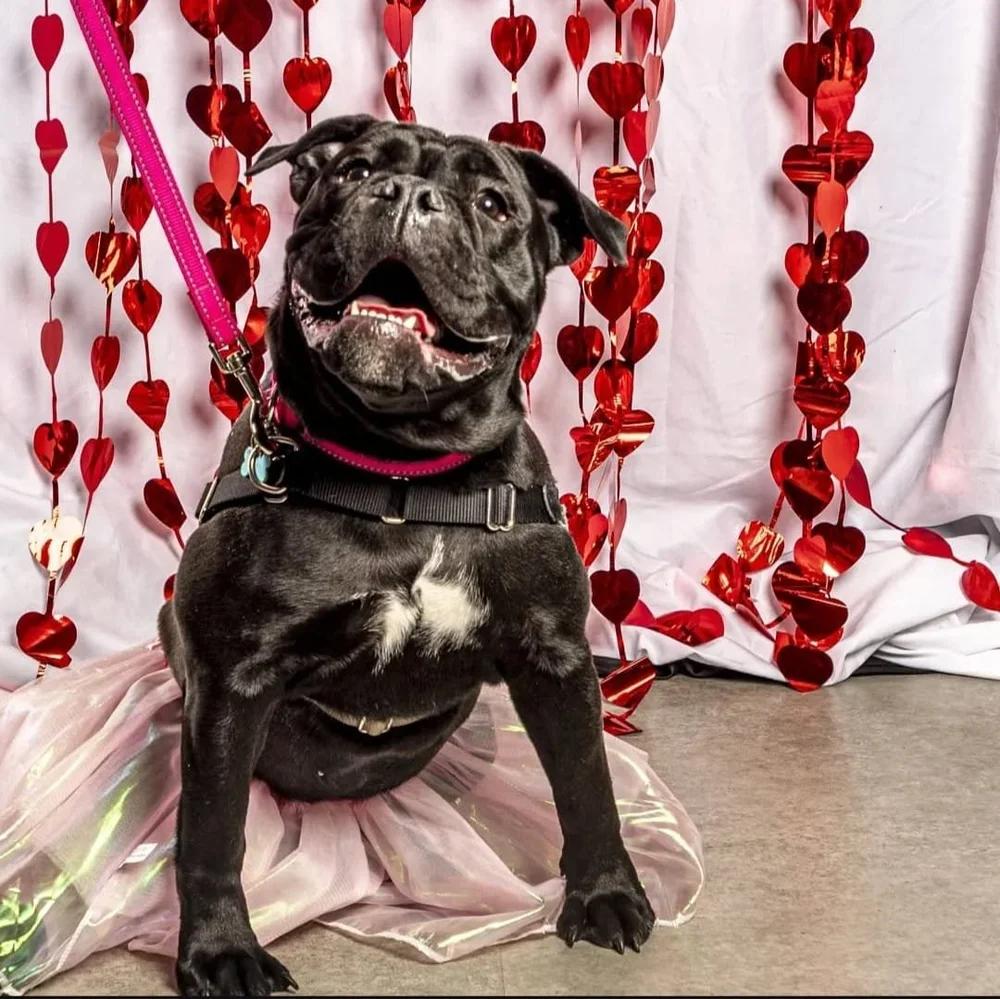 Enlarge Boo, a Adoptable English Bulldog in laval, QC image 2/4