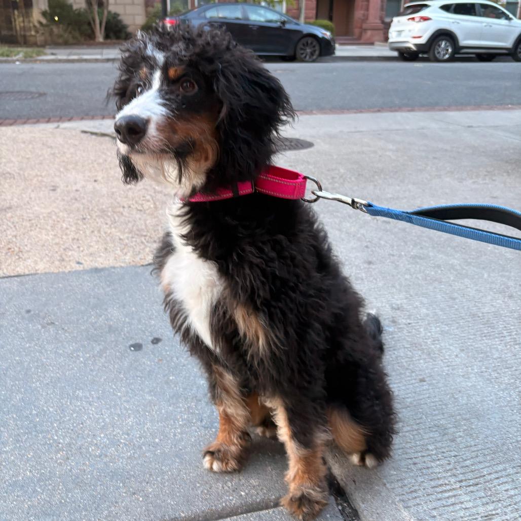 Pretty Girl, Adoptable, Young Female Poodle & Bernese Mountain Dog.