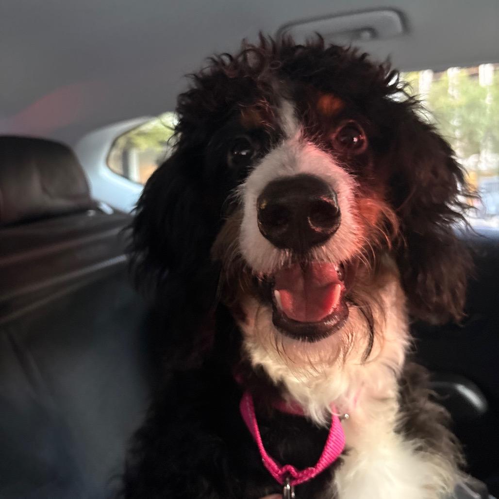 Enlarge Pretty Girl, a Adoptable mixed breed in Arlington, VA image 4/6