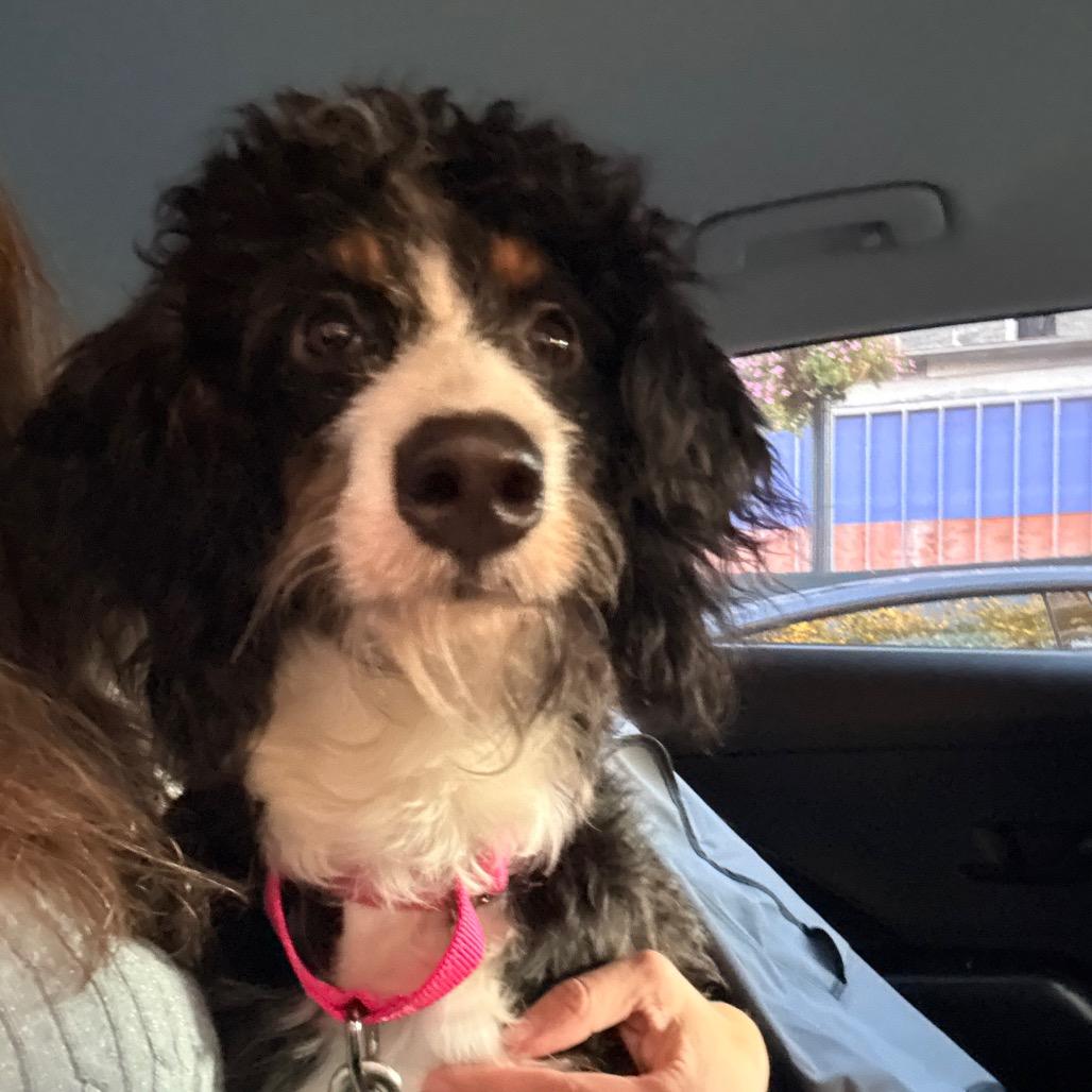 Enlarge Pretty Girl, a Adoptable mixed breed in Arlington, VA image 5/6