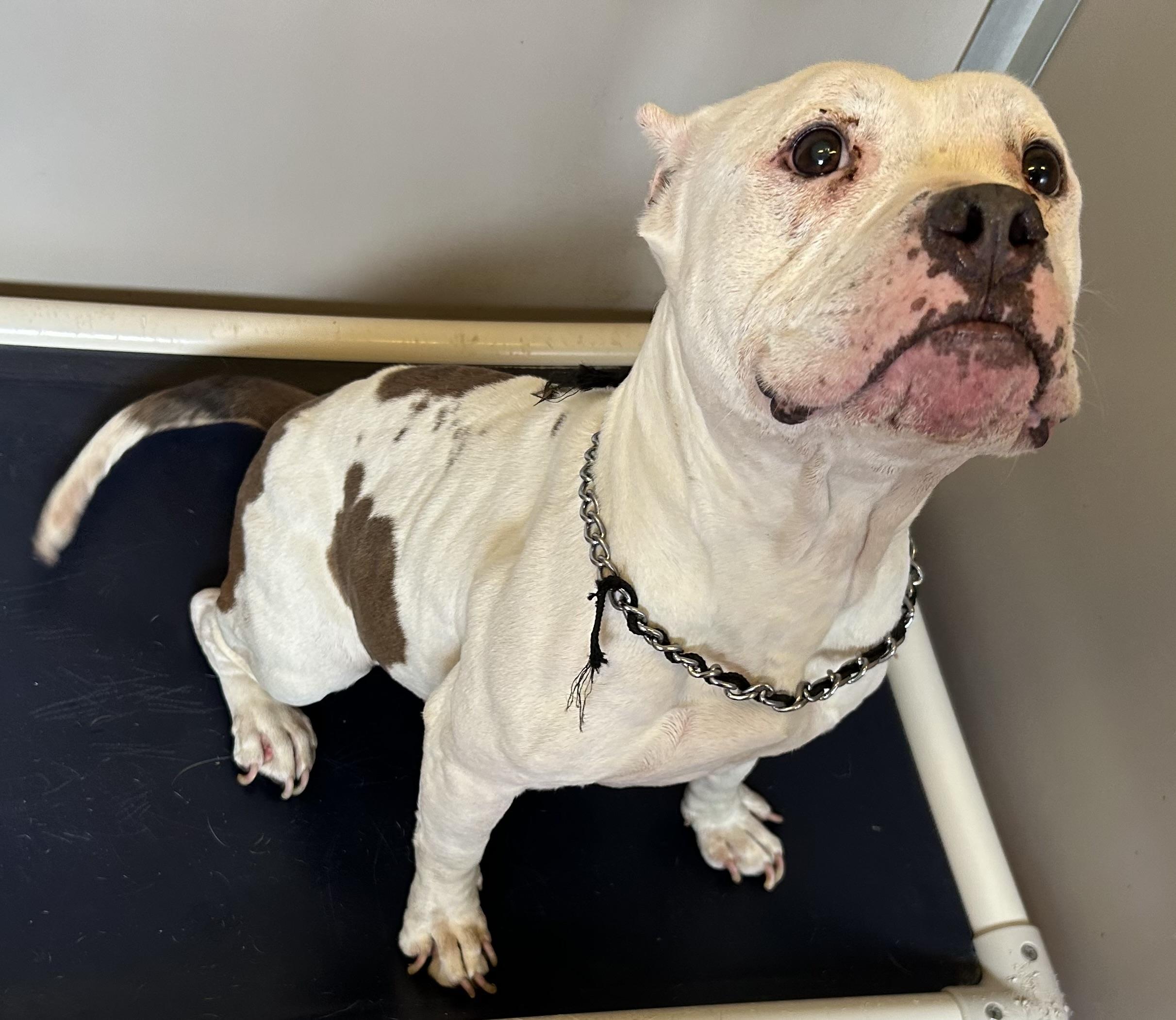 Coconut Cream, ADOPTABLE, Adult Female Pit Bull Terrier.