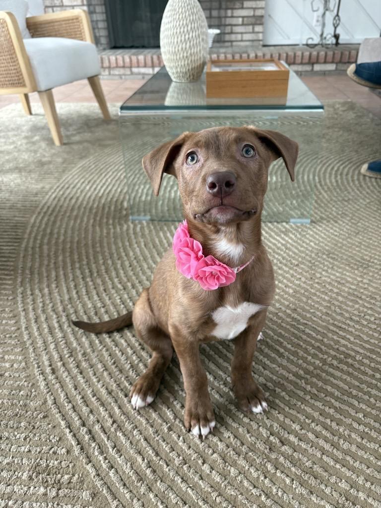 Enlarge Blossom, an adopted mixed breed in Detroit, MI image 1/1