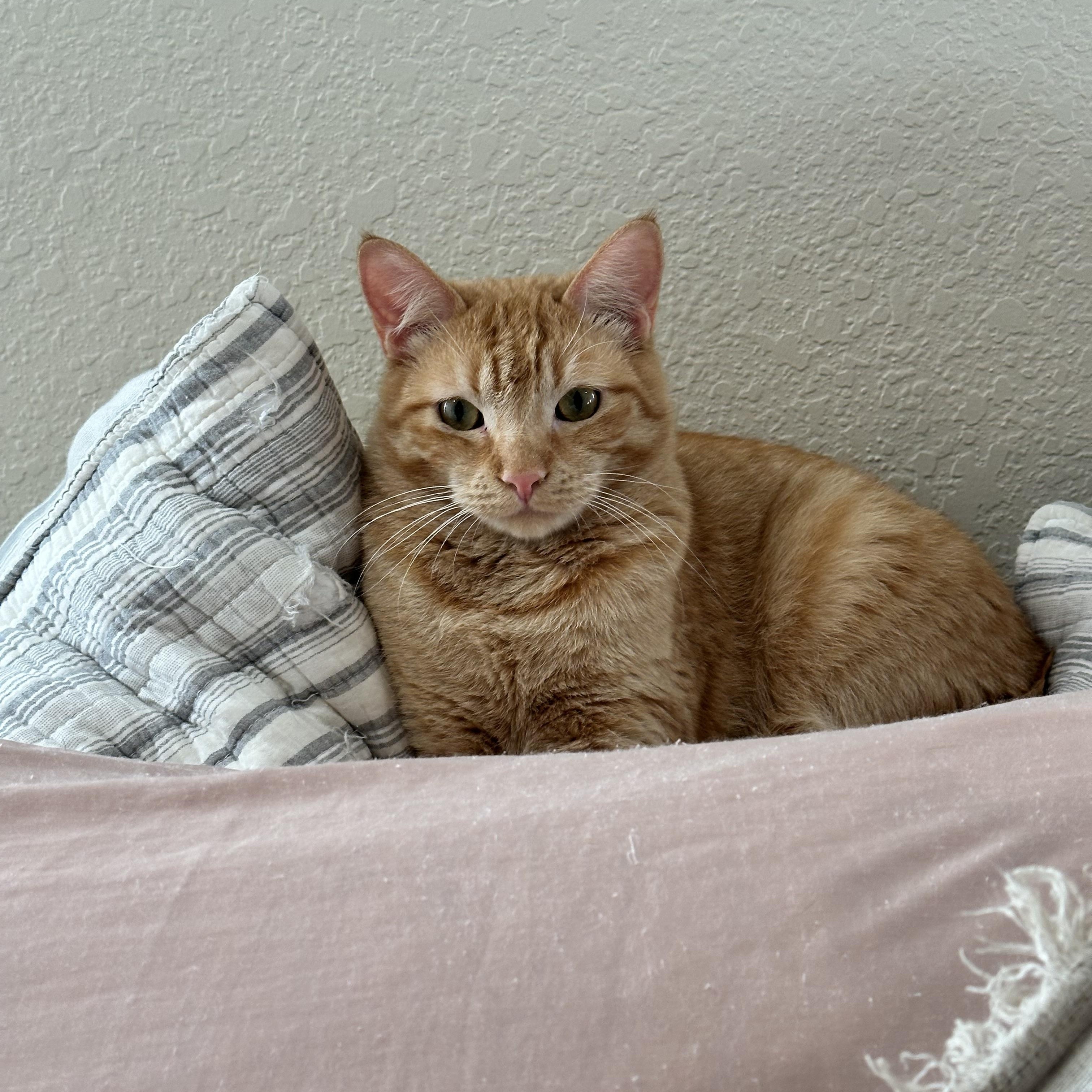 Enlarge Scarlett, a Adoptable Tabby in Visalia, CA image 5/6