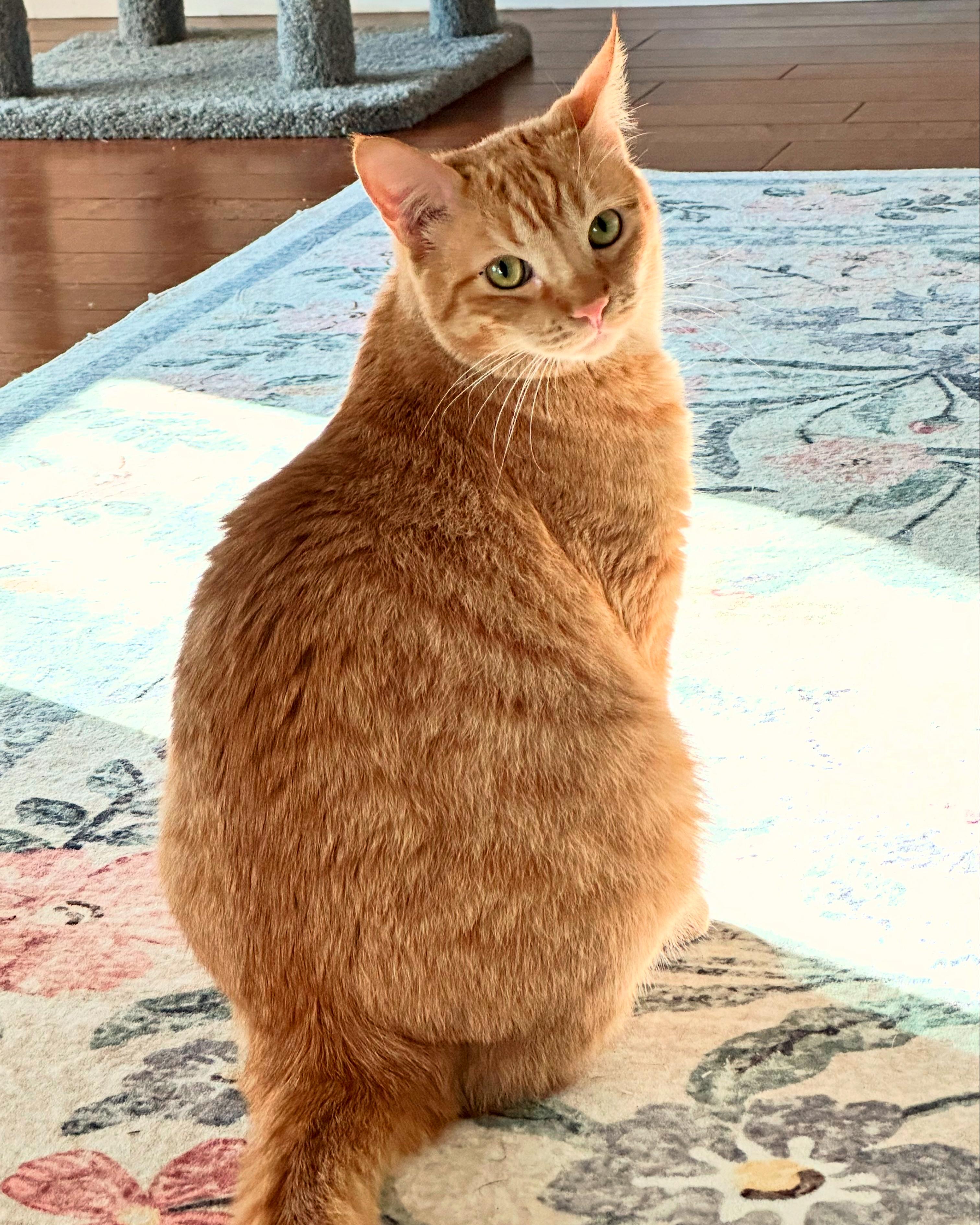 Scarlett, Adoptable, Young Female Tabby.