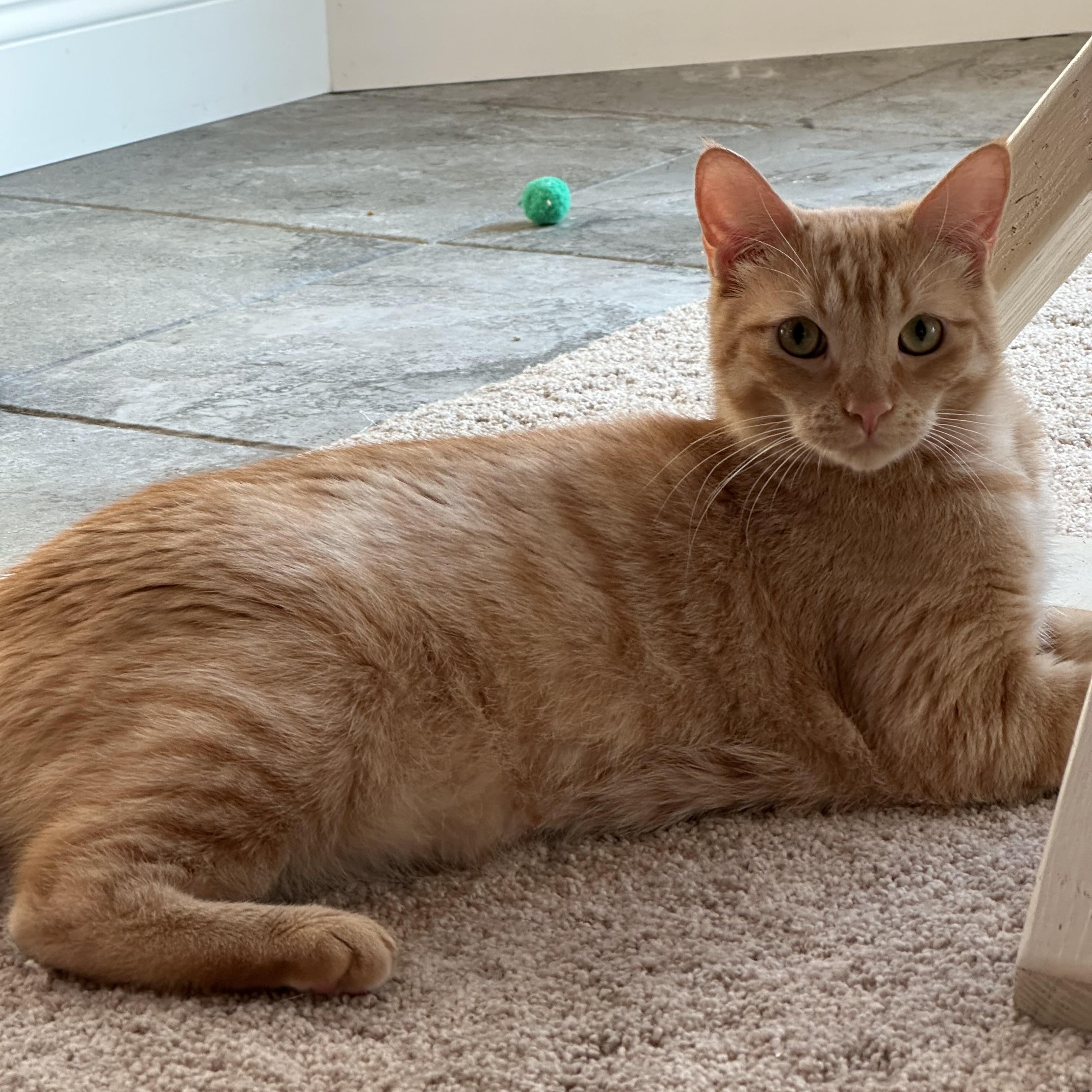 Enlarge Scarlett, a Adoptable Tabby in Visalia, CA image 3/6