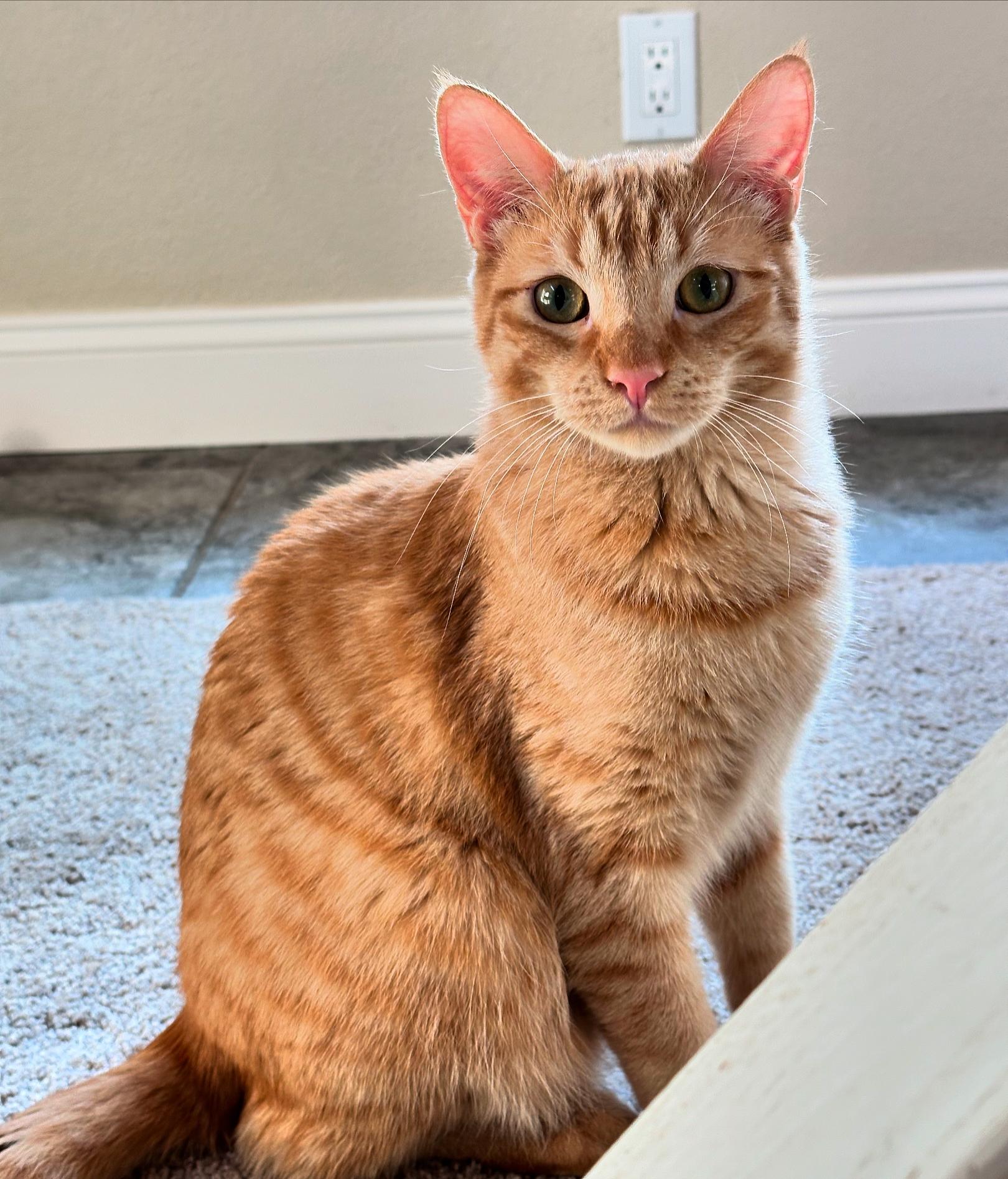 Enlarge Scarlett, a Adoptable Tabby in Visalia, CA image 1/6