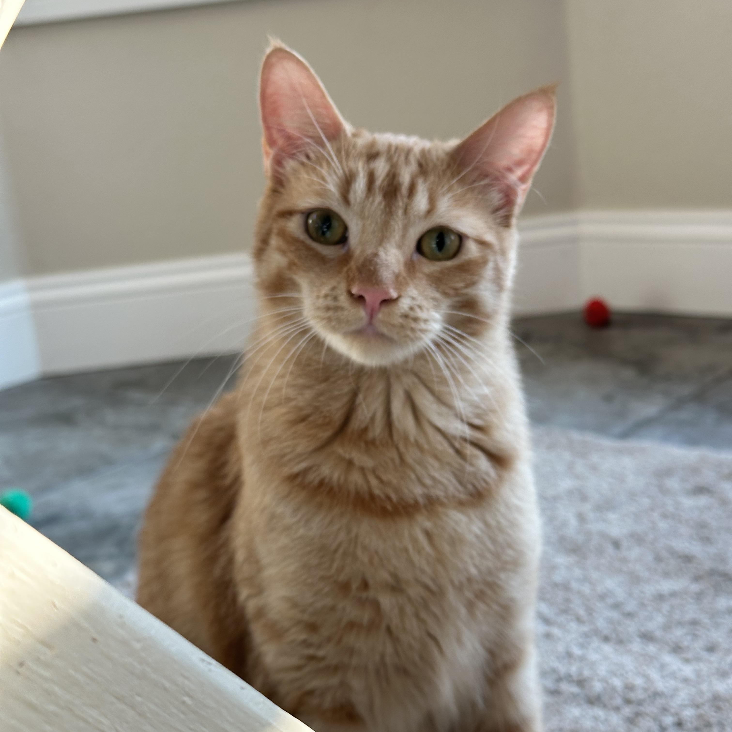 Enlarge Scarlett, a Adoptable Tabby in Visalia, CA image 4/6