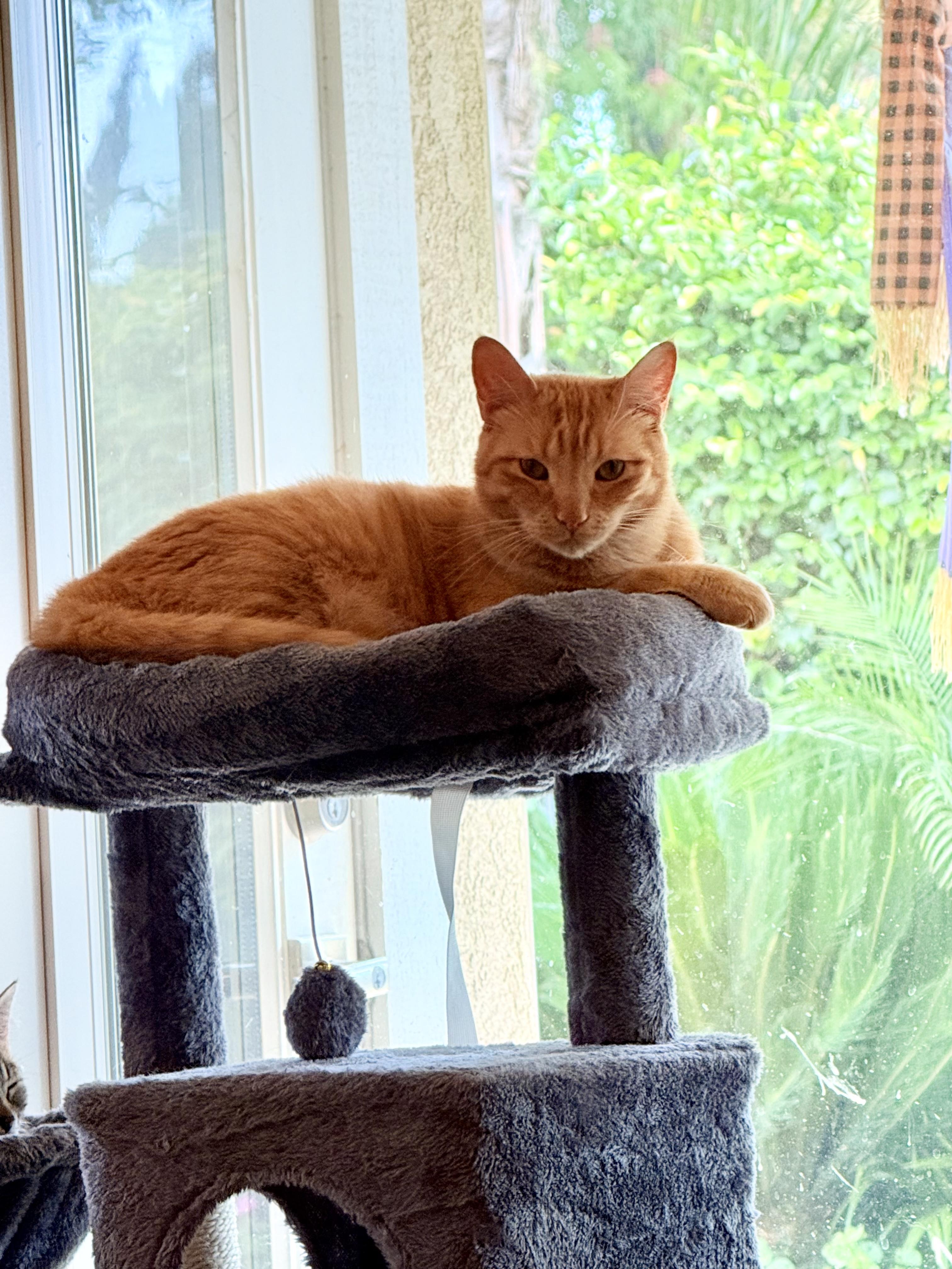 Enlarge Scarlett, a Adoptable Tabby in Visalia, CA image 3/6