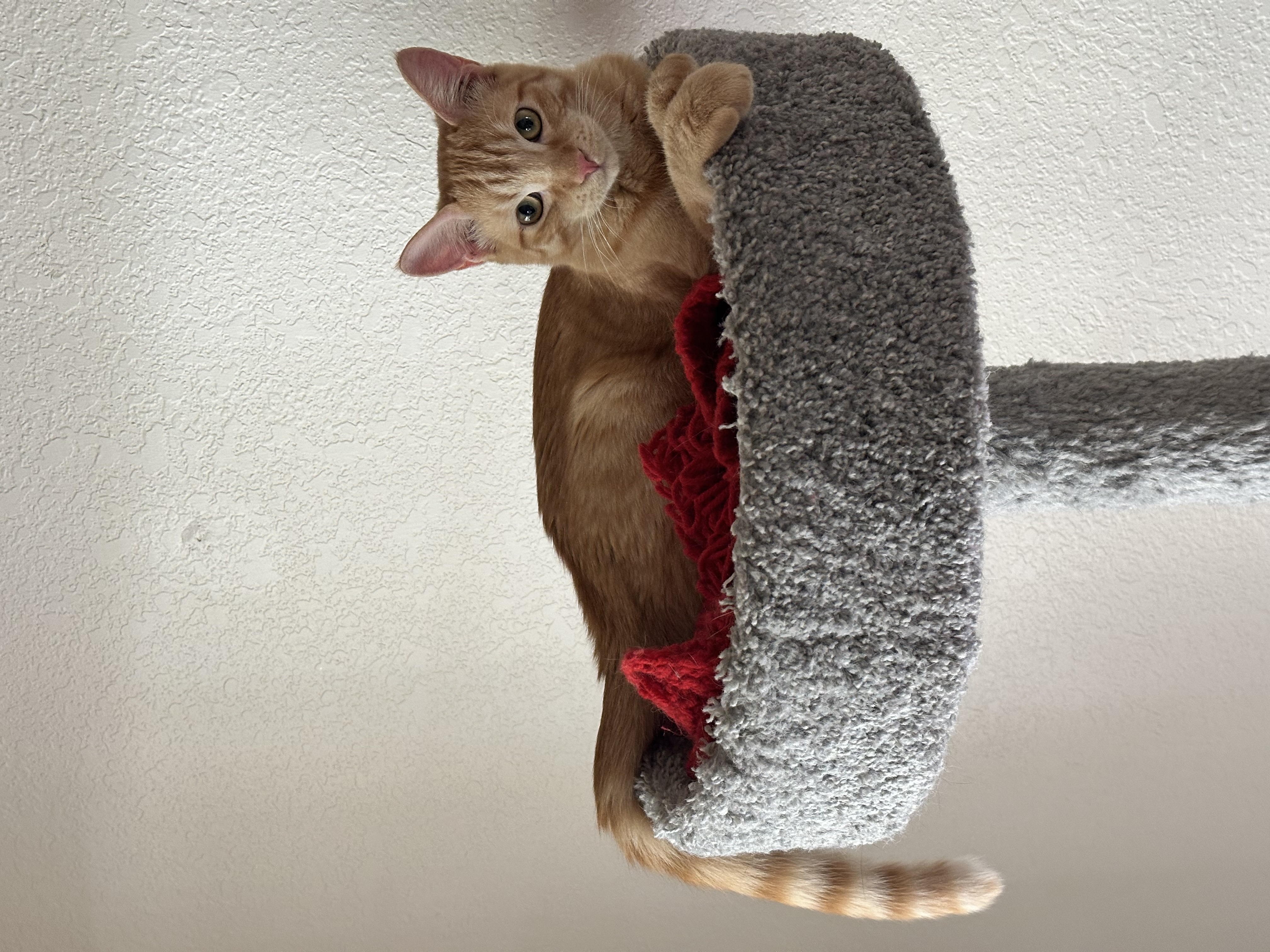 Enlarge Scarlett, a Adoptable Tabby in Visalia, CA image 6/6