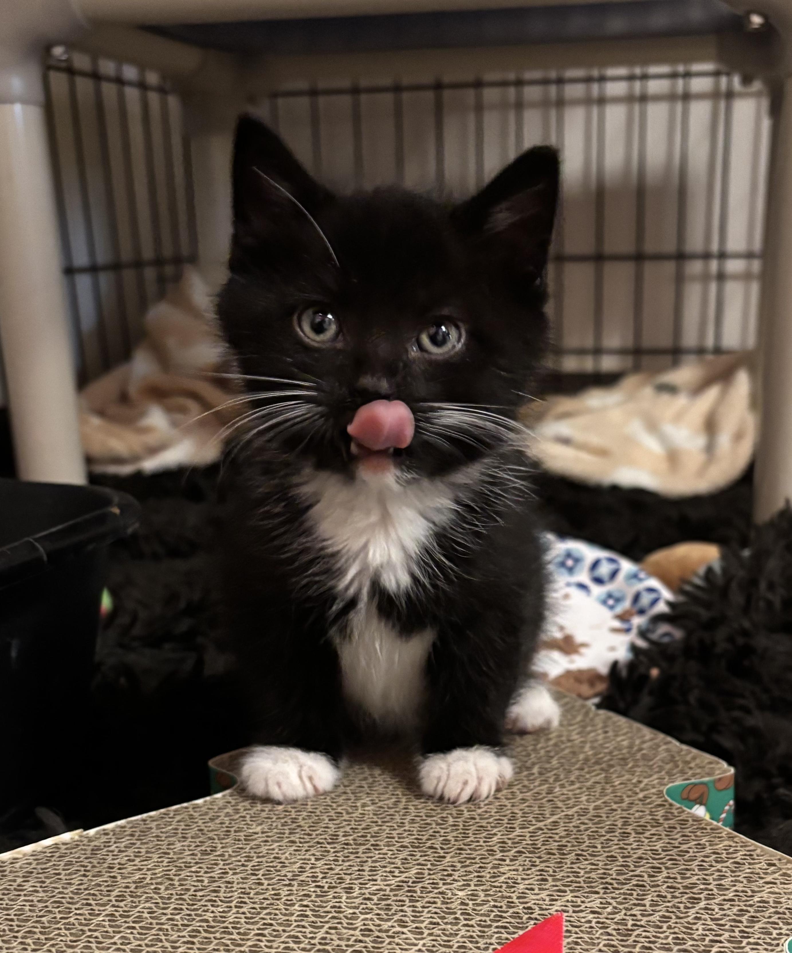 Elf, adopted, Kitten Male Domestic Short Hair.