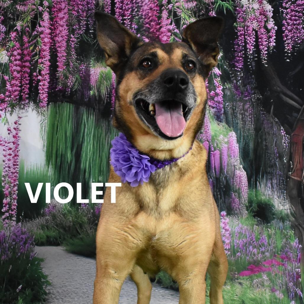 Violet, Adoptable, Adult Female Shepherd & Mixed Breed.