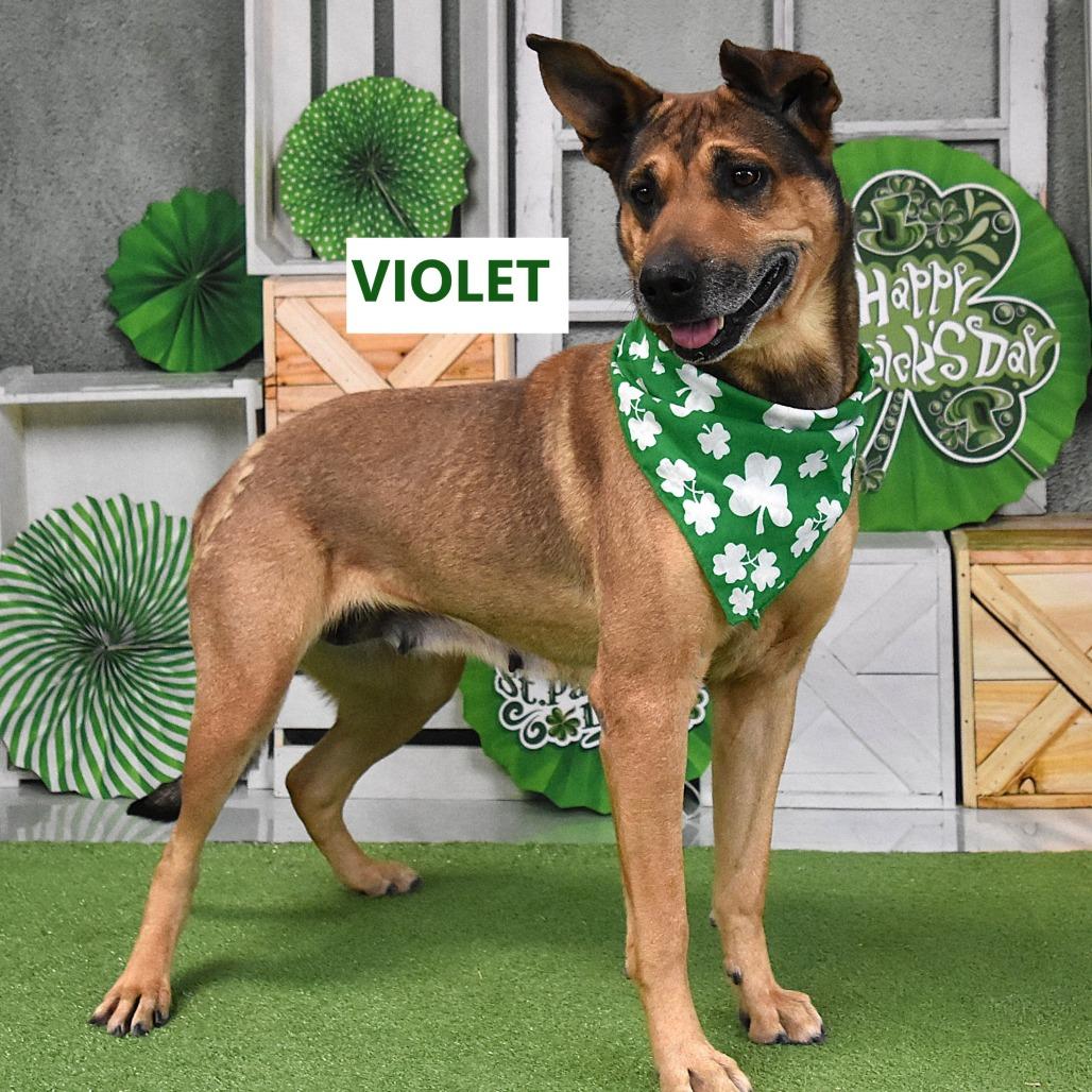 Enlarge Violet, a Adoptable mixed breed in Yuma, AZ image 1/5