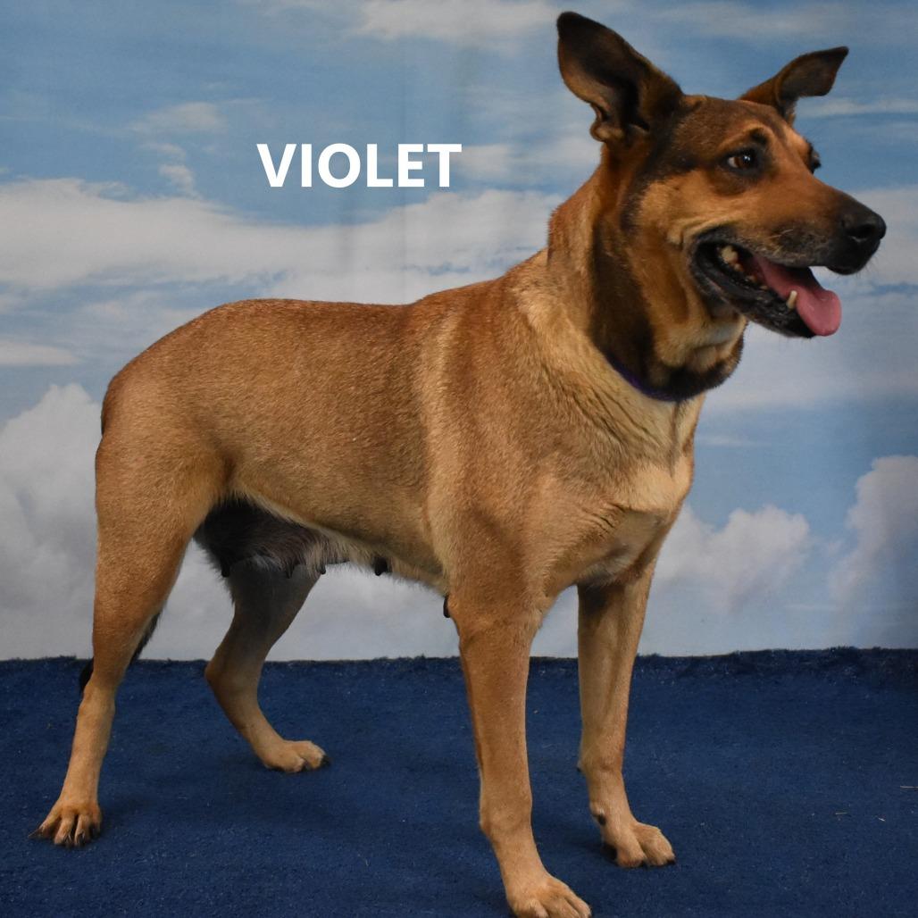 Enlarge Violet, a Adoptable mixed breed in Yuma, AZ image 2/5