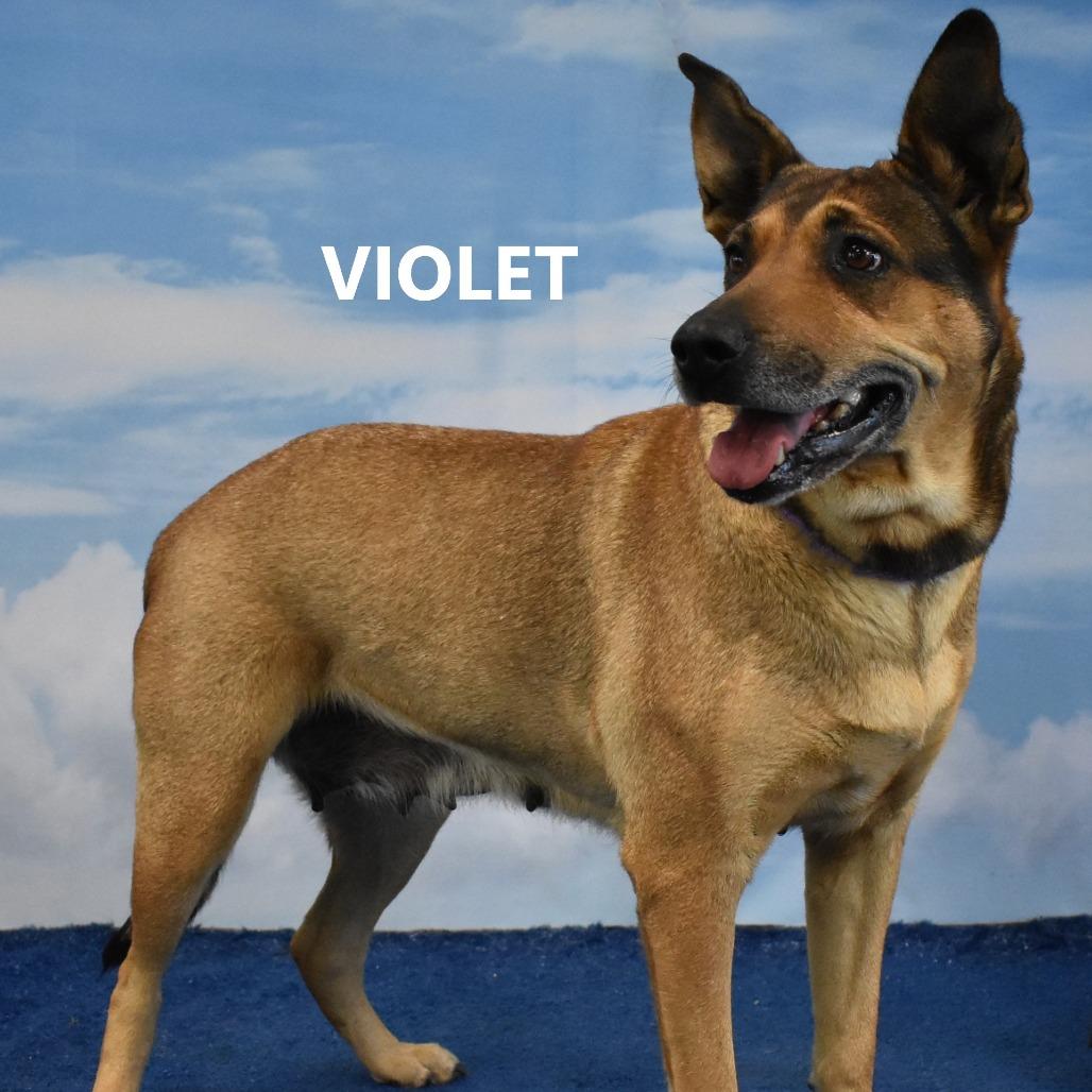 Enlarge Violet, a Adoptable mixed breed in Yuma, AZ image 3/5