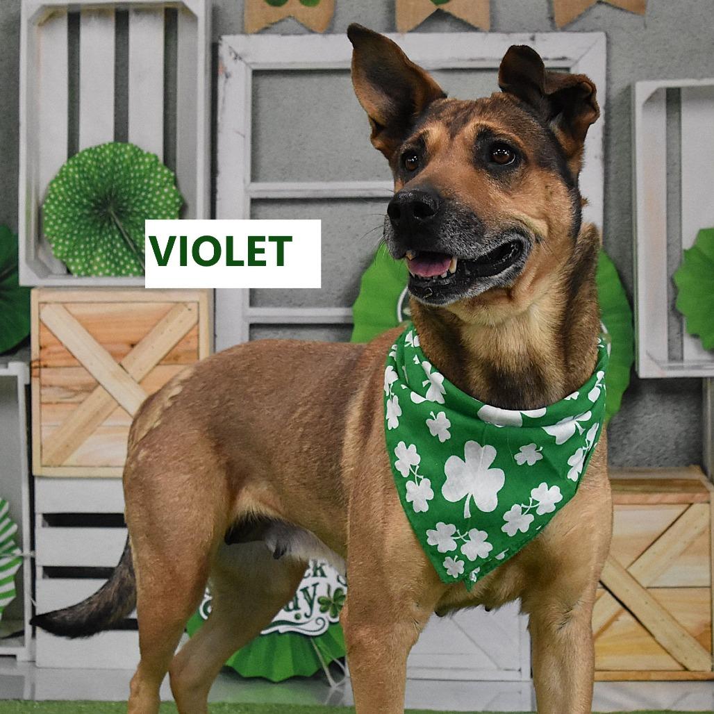 Enlarge Violet, a Adoptable mixed breed in Yuma, AZ image 4/5