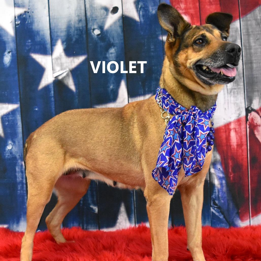 Violet, a Adoptable mixed breed in Yuma, AZ image 5/6