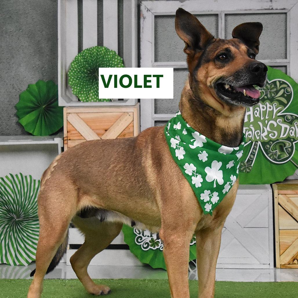 Enlarge Violet, a Adoptable mixed breed in Yuma, AZ image 5/5